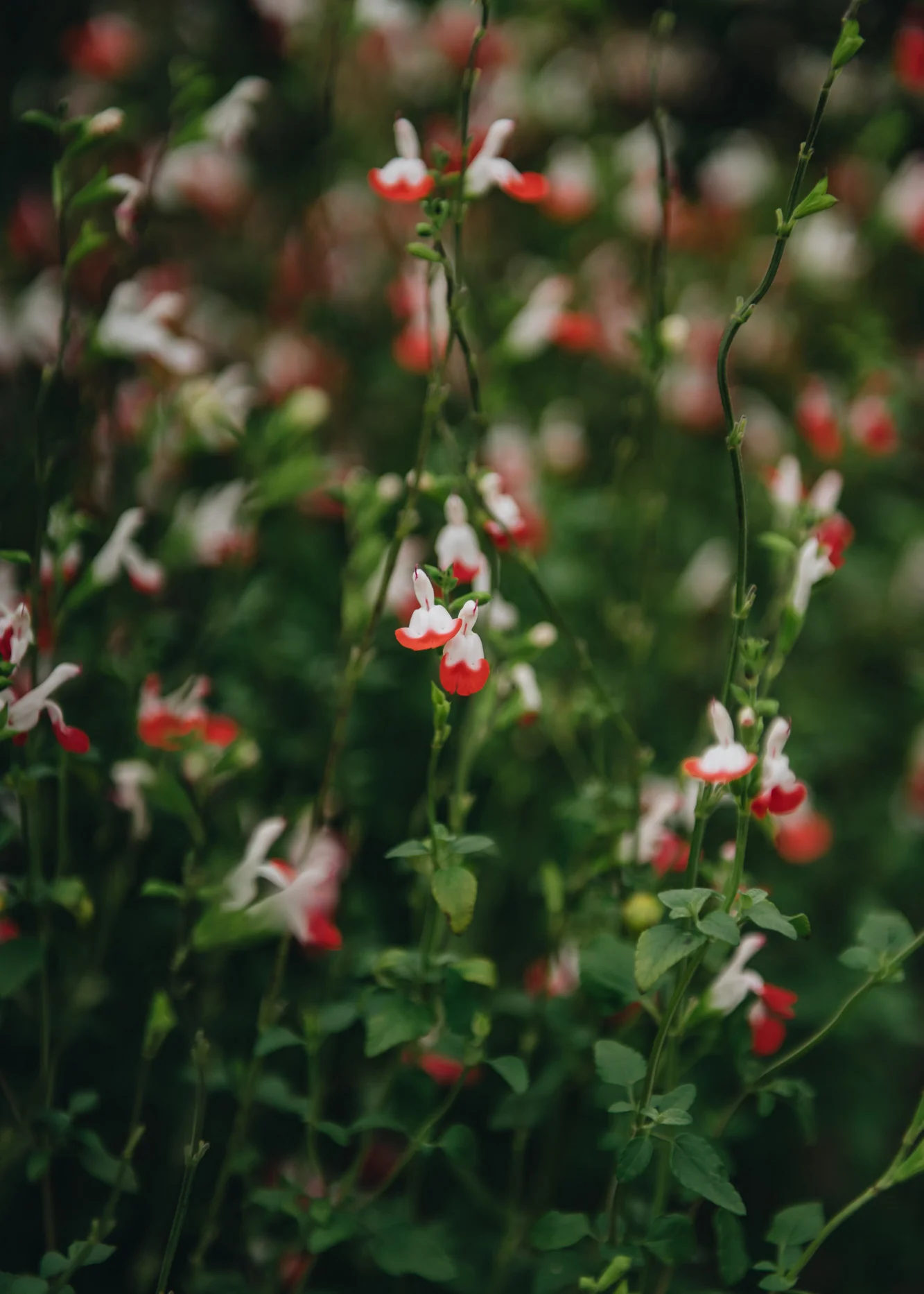 Salvia 'Hot Lips', 3L