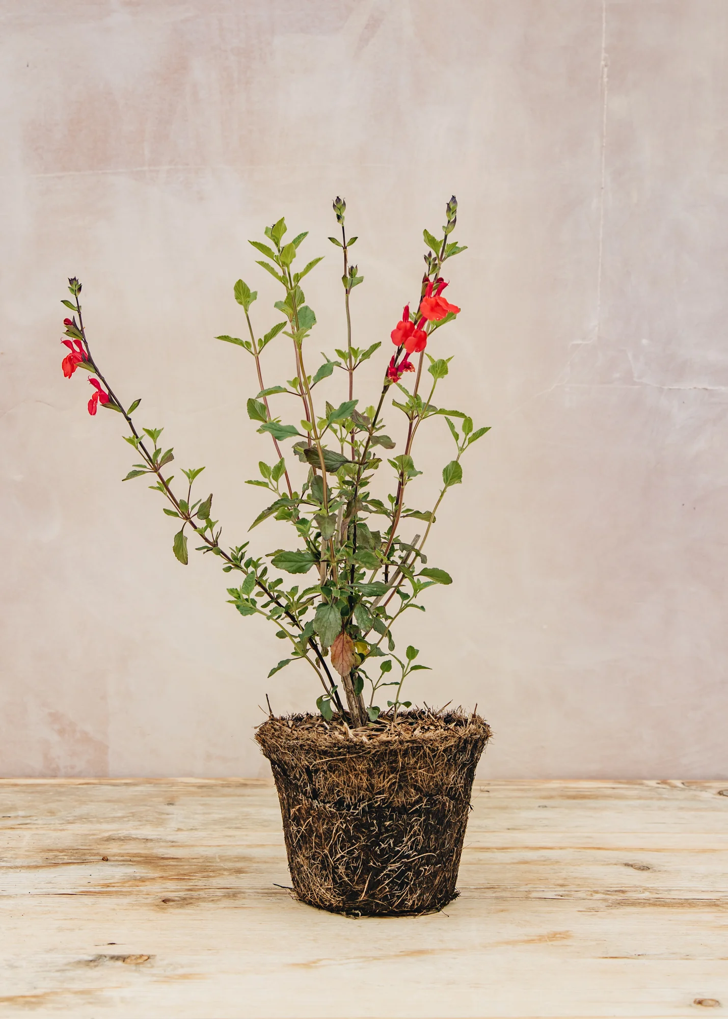 Salvia microphylla 'Hot Lips', 1L - Image 3