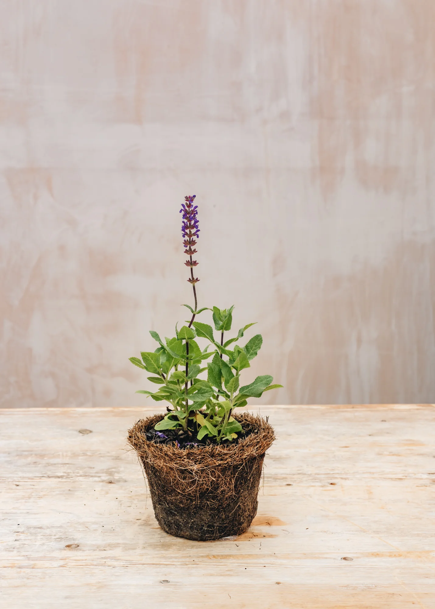 Salvia nemorosa 'Caradonna Compact', 1L
