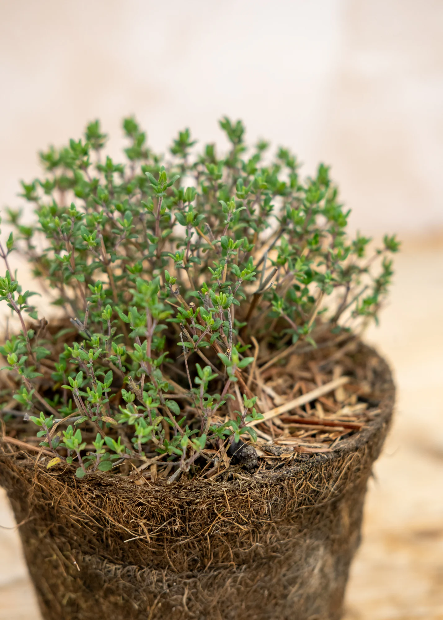 Thyme 'Italian Common', 1L - Image 2