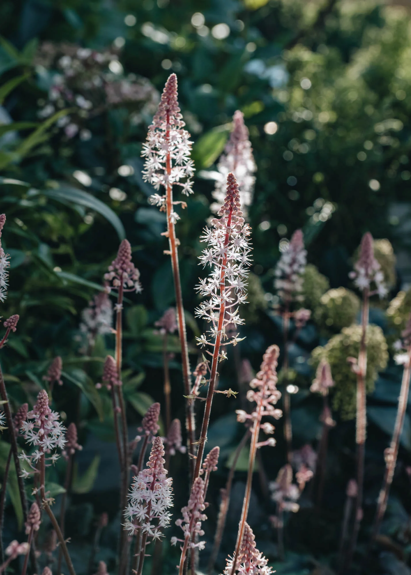 Tiarella Pink Skyrocket , 2/3L