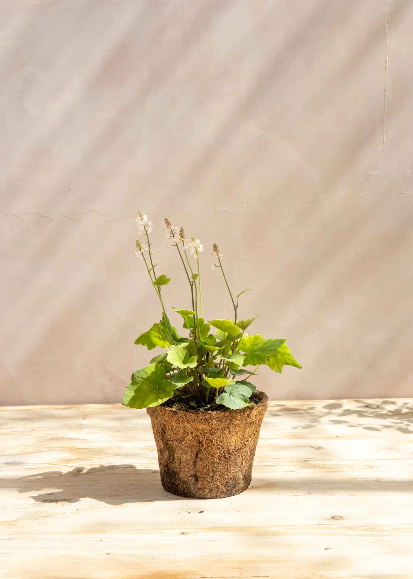 Tiarella 'Wherryi' 1L - Image 2