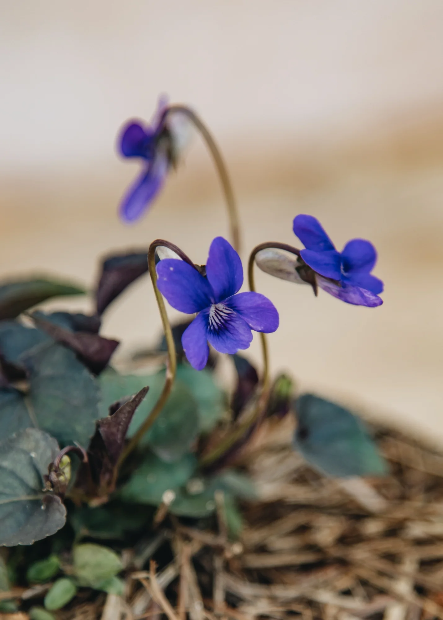 Viola Labradorica, 1L - Image 2