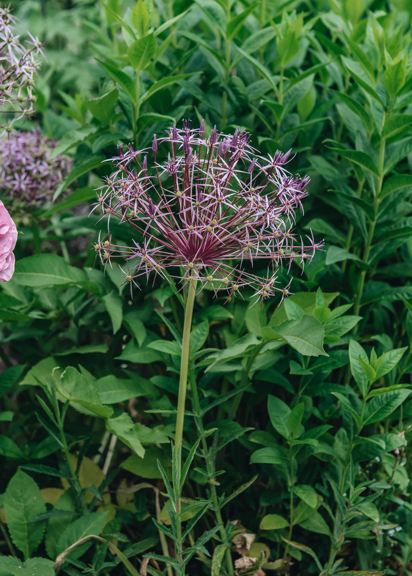 Allium 'Christophii' AGM, 2/3L