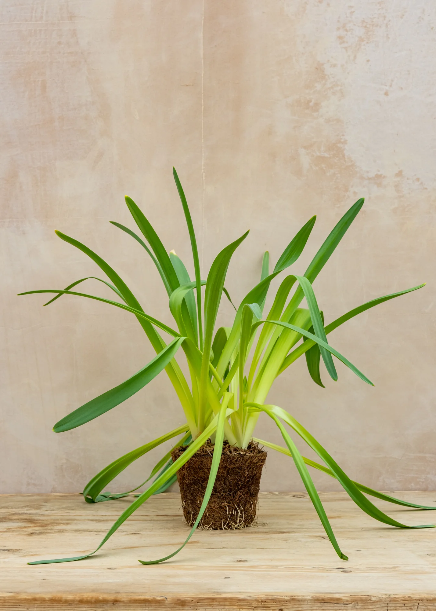 Allium 'Christophii', 1L - Image 2