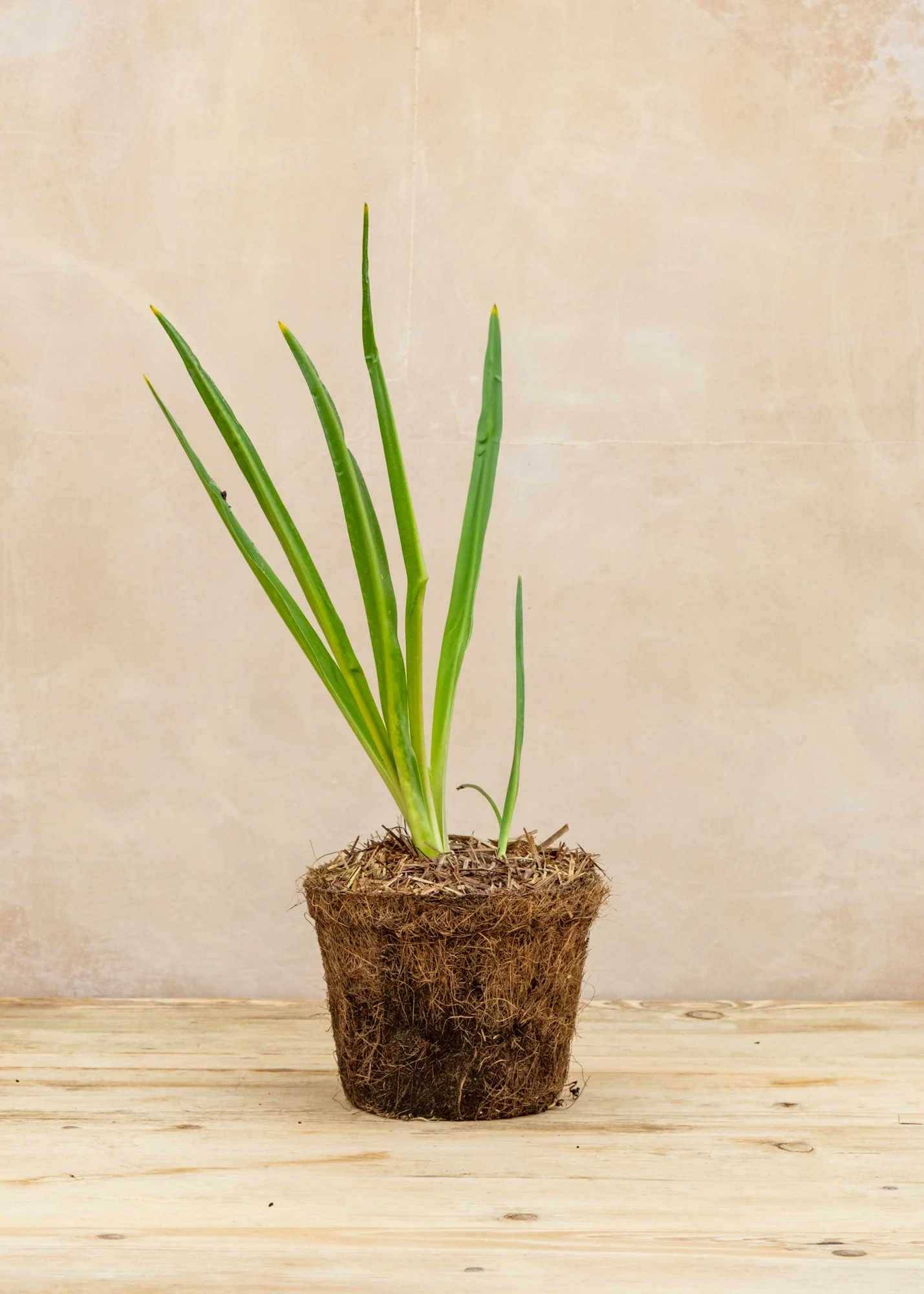 Camassia leichtlinii 'Caerulea', 1L - Image 2