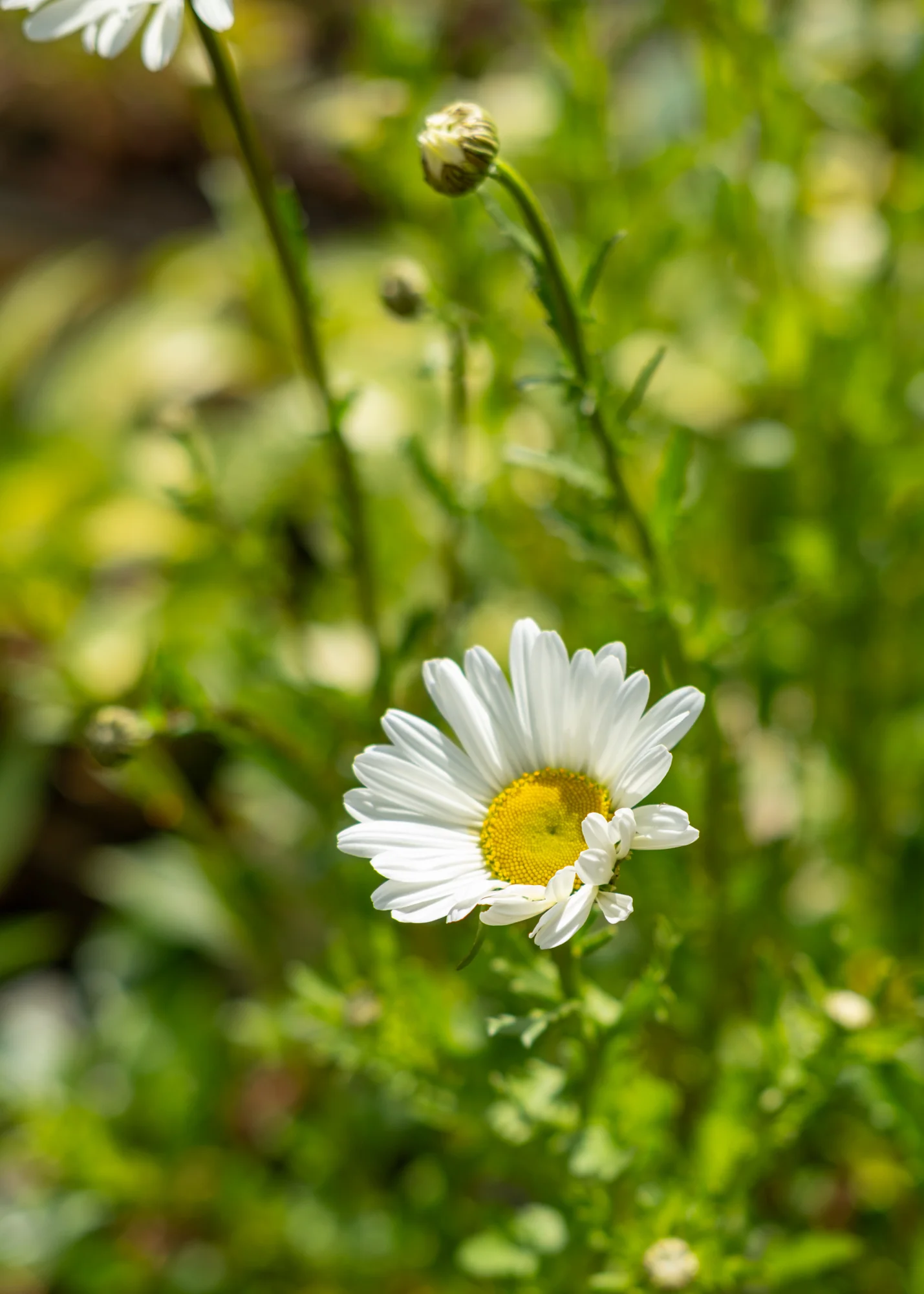 Leucanthemum x superbum 'May Queen', 1L - Image 2