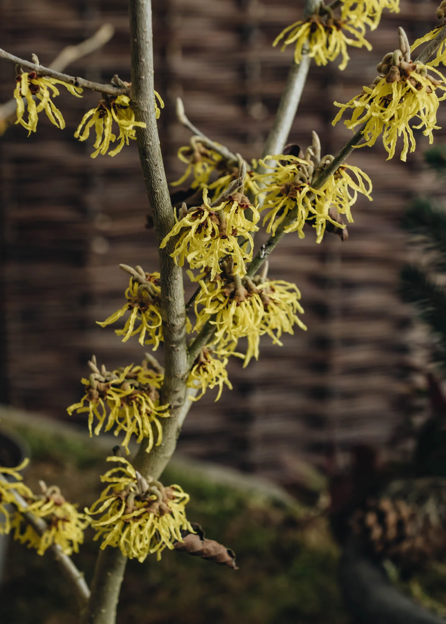 Hamamelis x intermedia Arnold Promise, 3L