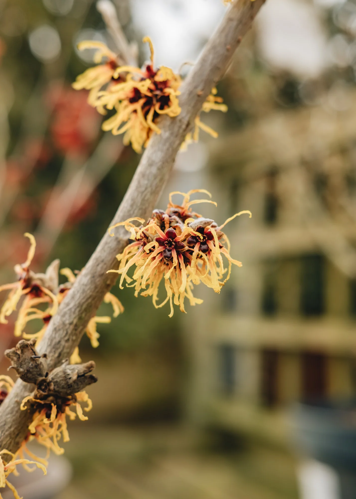 Hamamelis x intermedia Orange Beauty, 3L