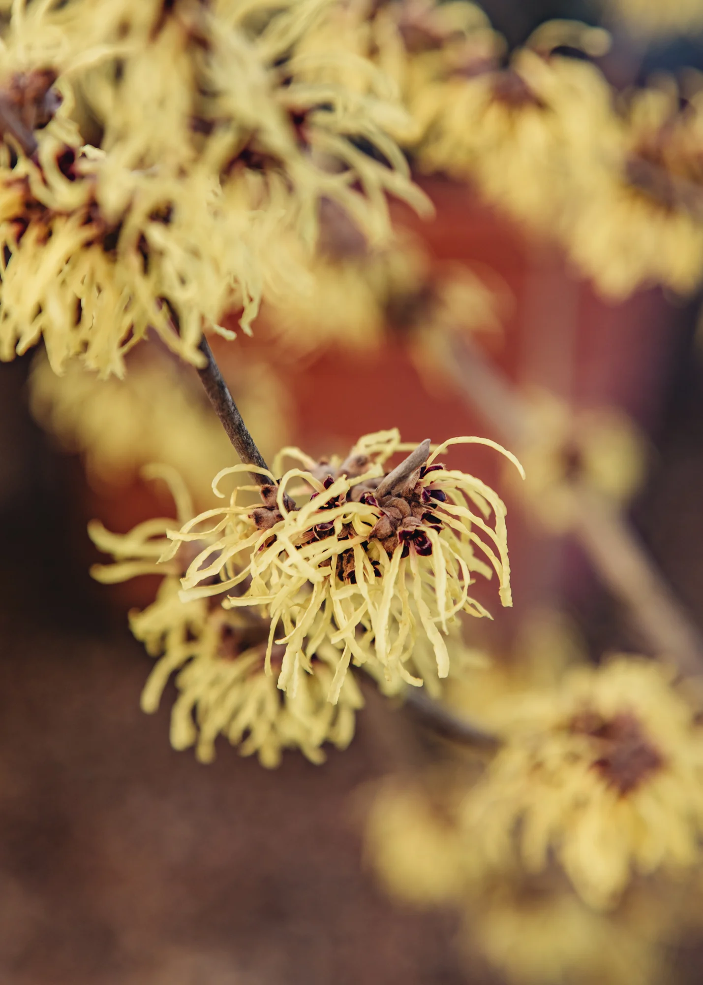 Hamamelis mollis Pallida, 3L - Image 2