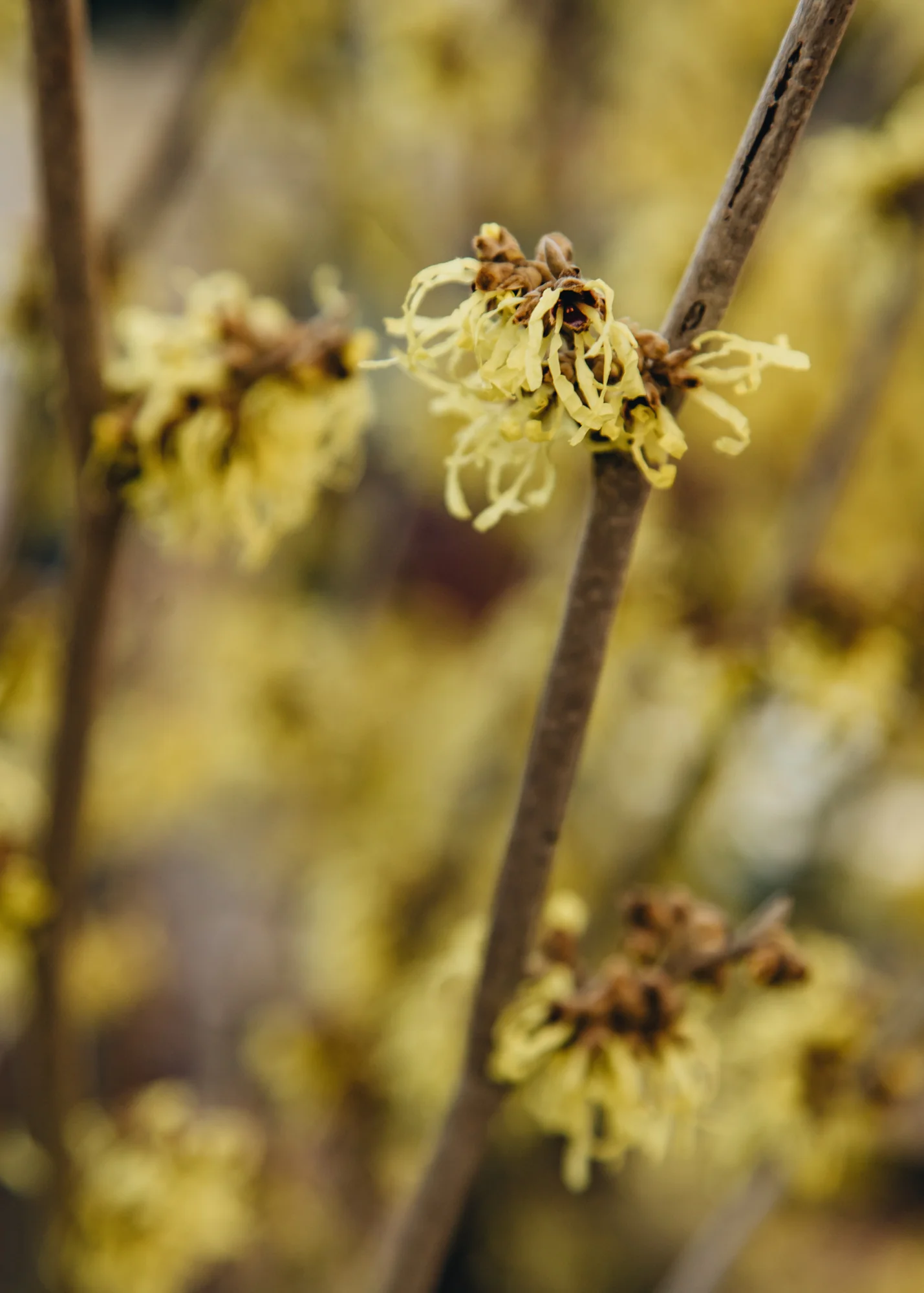 Hamamelis mollis Pallida, 3L - Image 3