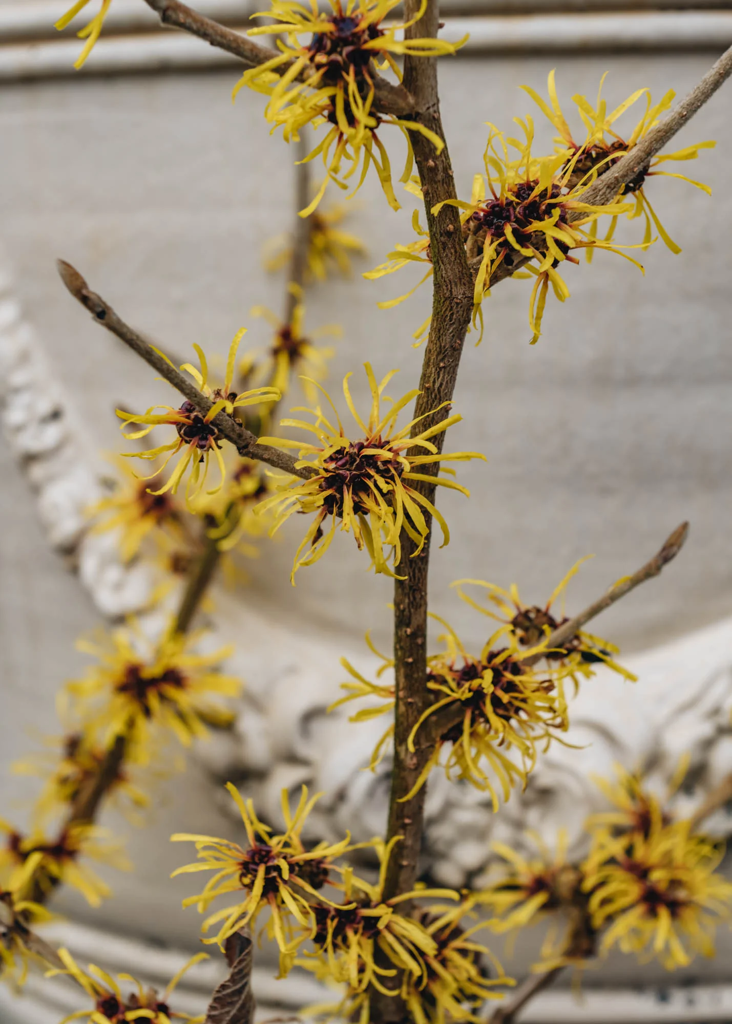 Hamamelis Mollis Jermyns Gold, 4L