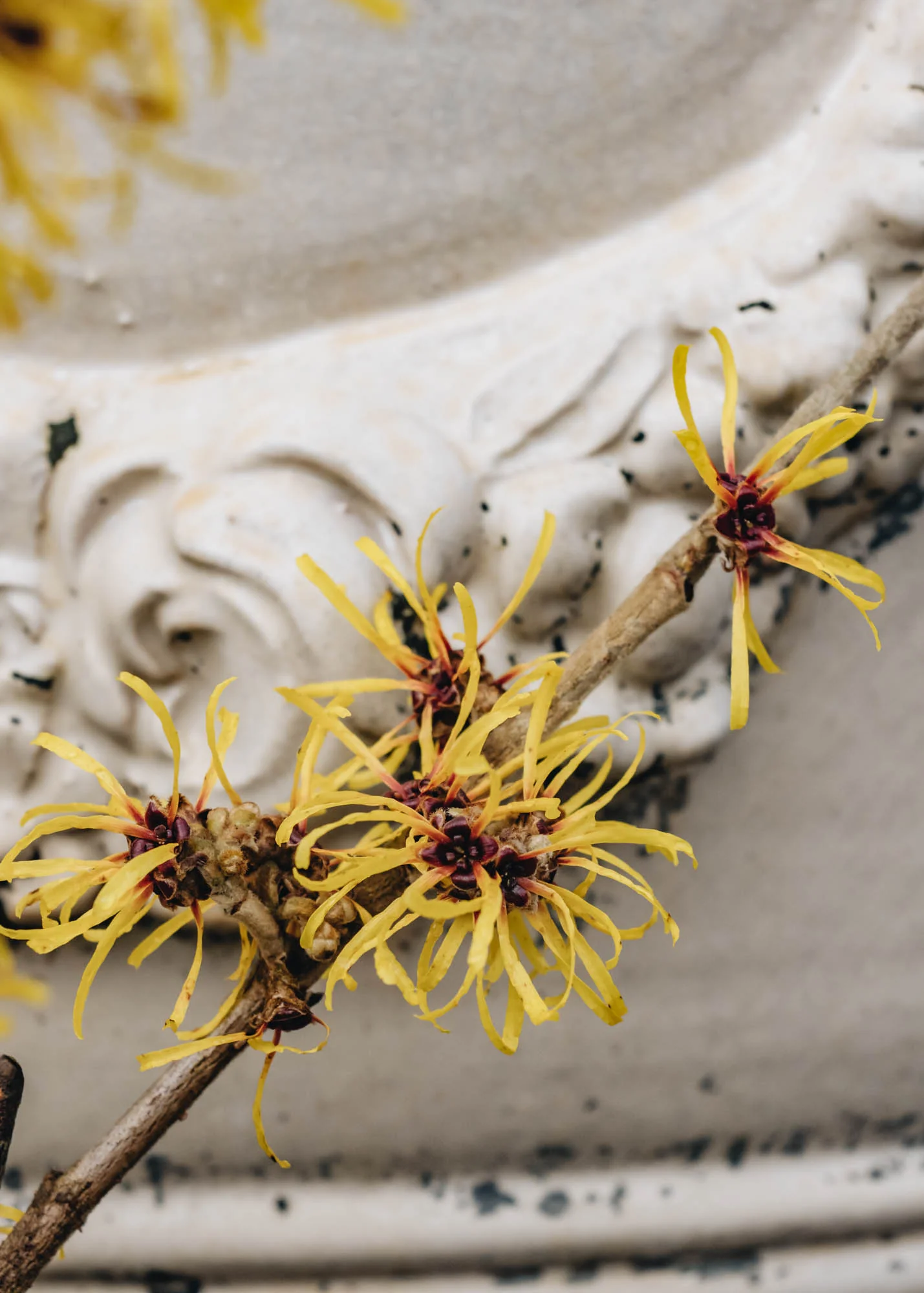 Hamamelis Mollis Jermyns Gold, 4L - Image 2