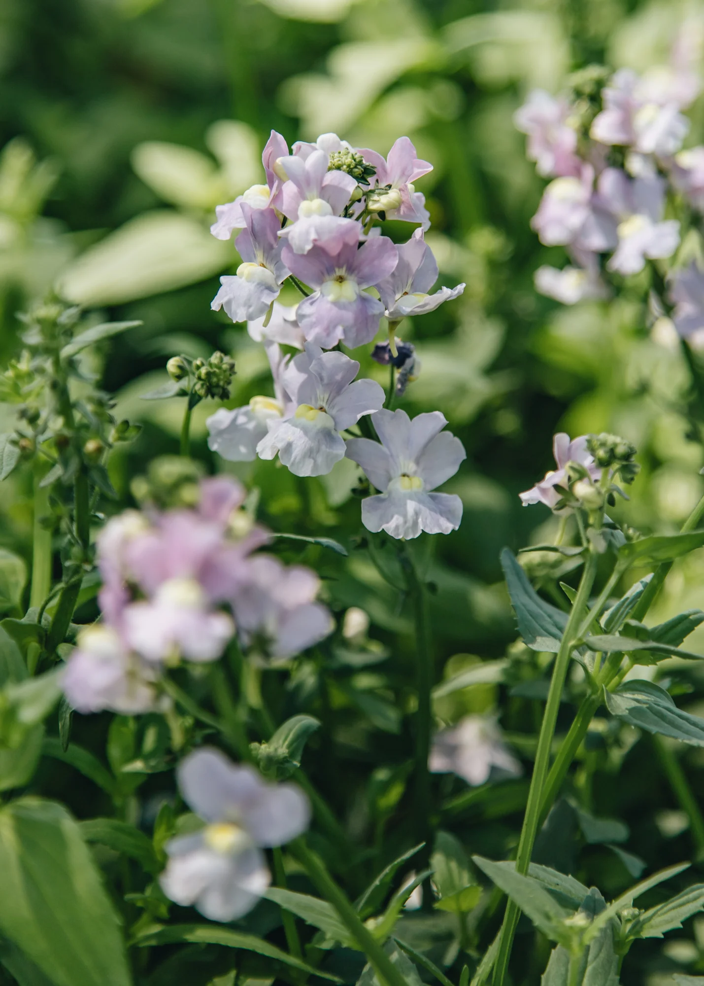 Nemesia denticulata 'Confetti', 2L