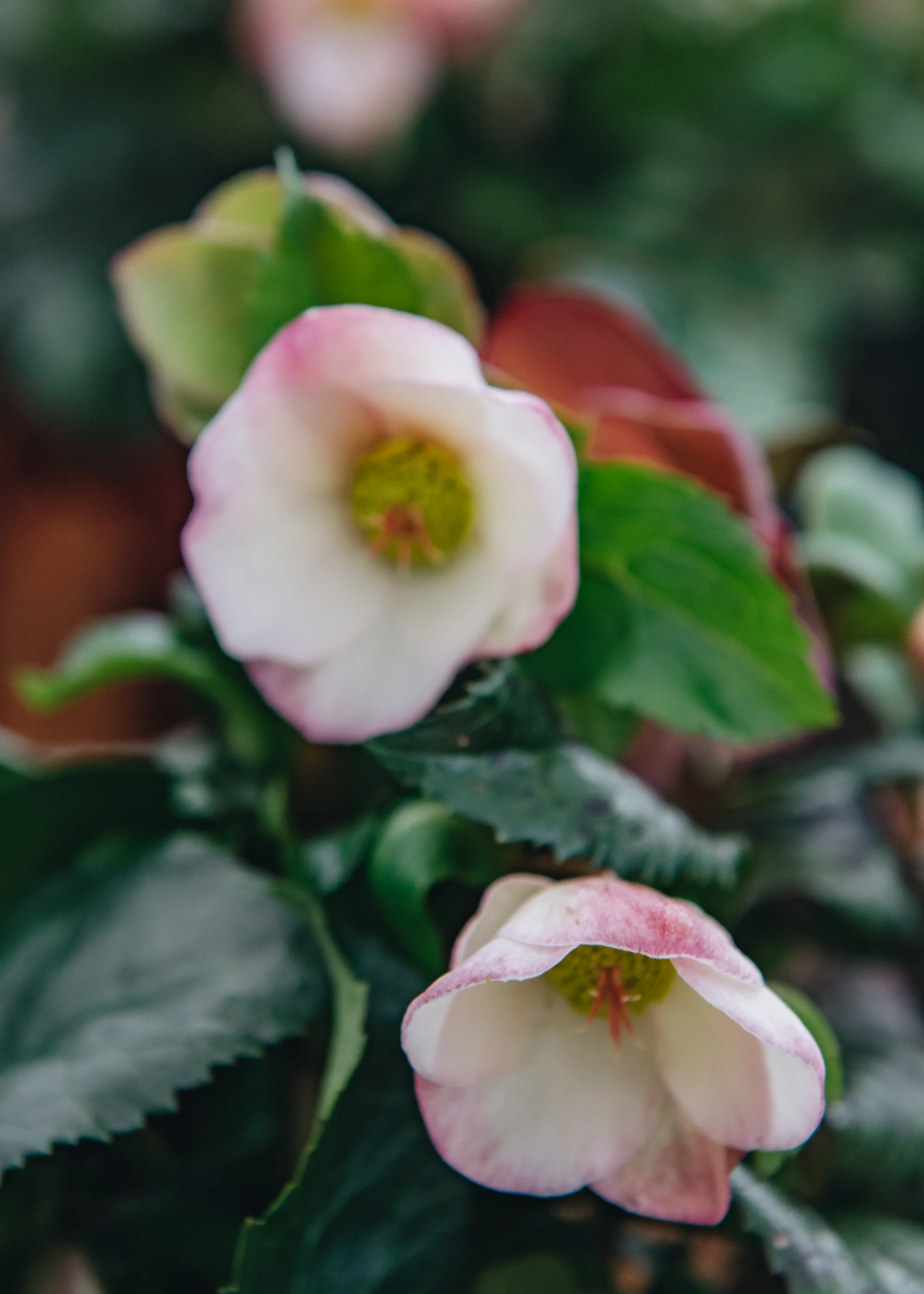 Helleborus Ice N Roses Early Rose, 4.5L - Image 2