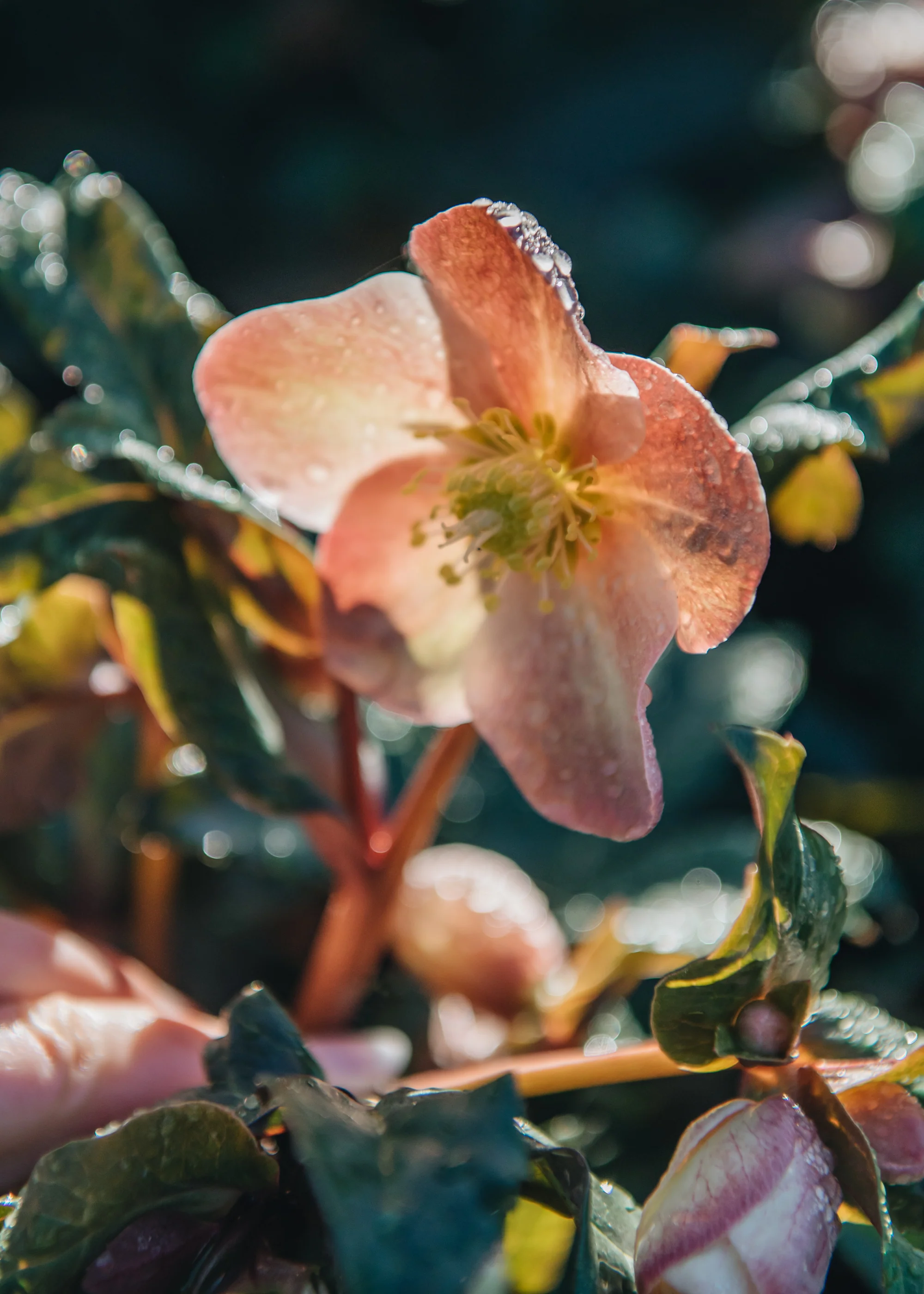 Helleborus Maestro, 4.5L