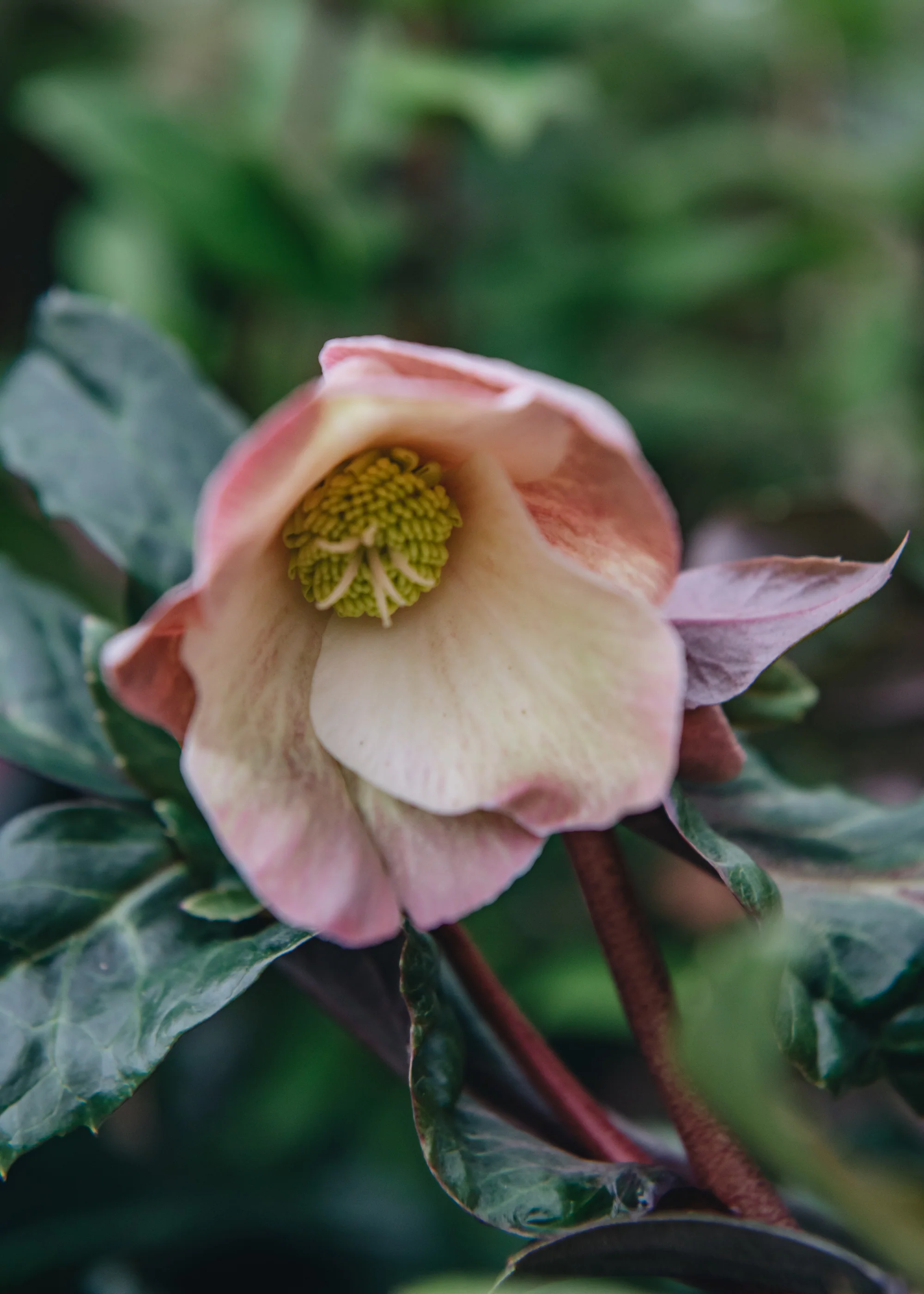 Helleborus Maestro, 4.5L - Image 2
