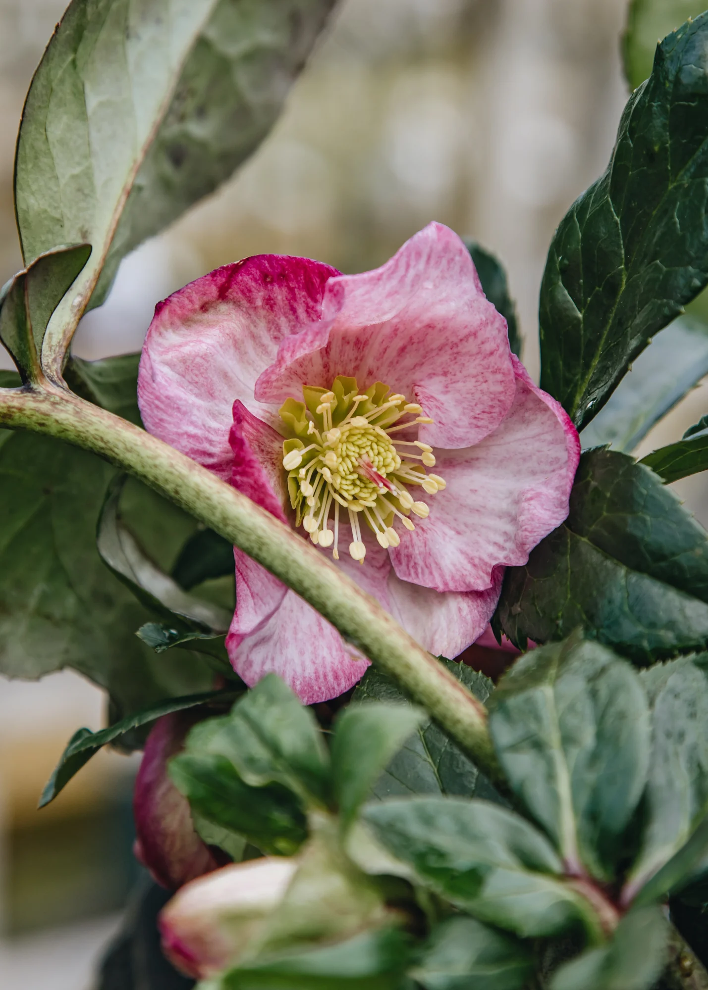 Helleborus Ice n Roses 'Rosetta', 2L