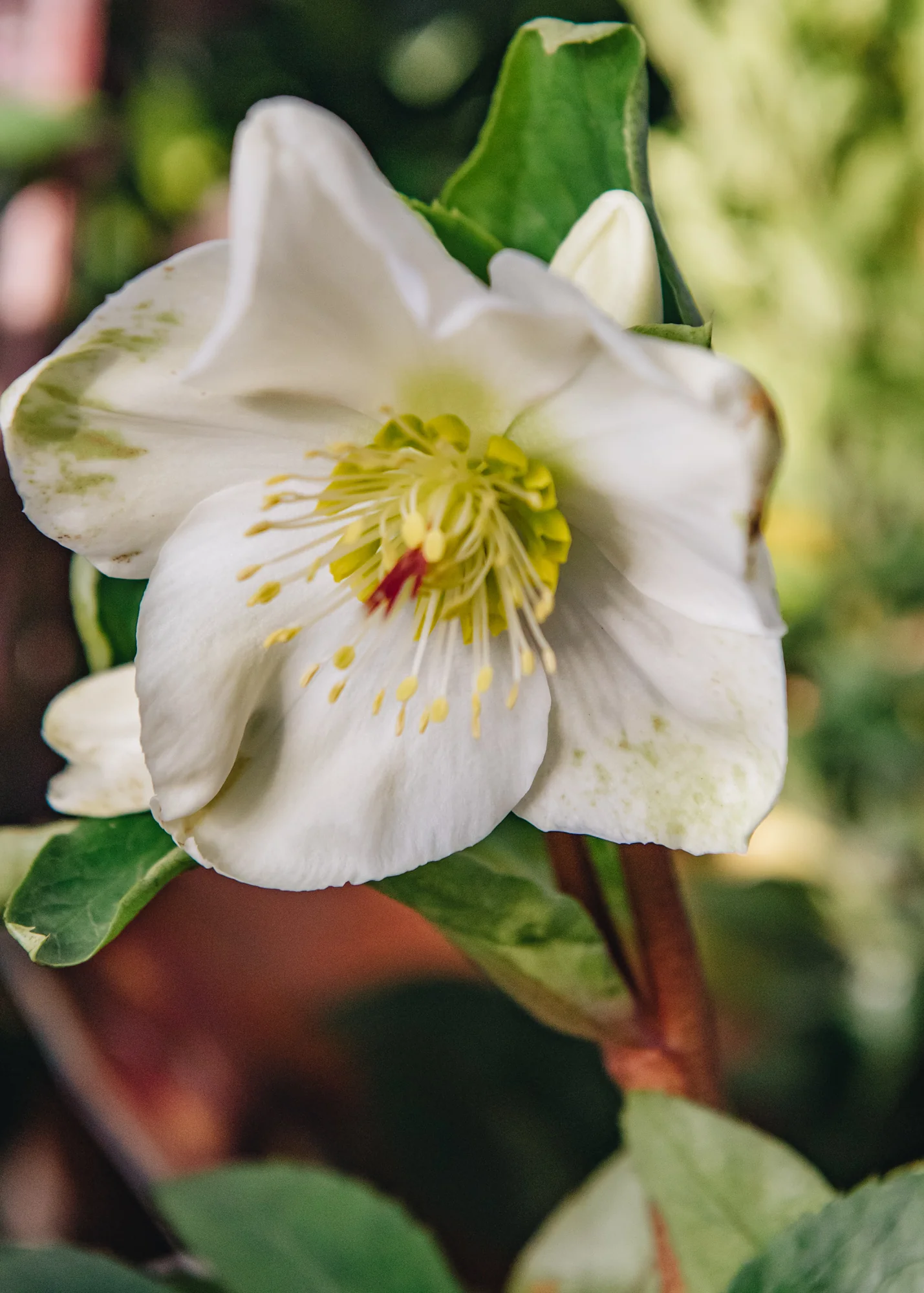 Helleborus 'Ice N Roses White', 3L