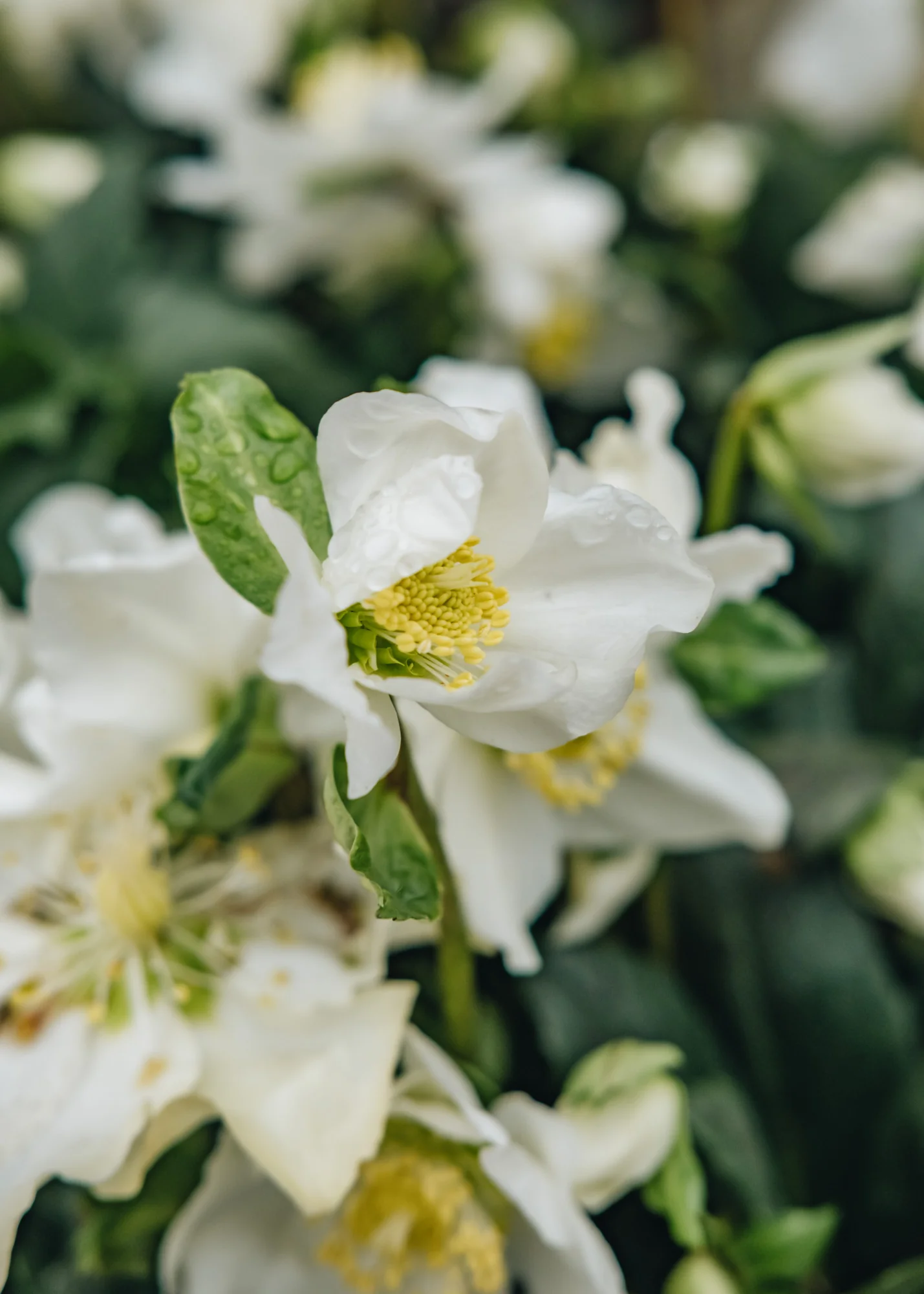 Helleborus niger 'Snow Sparkle', 1/2L - Image 2