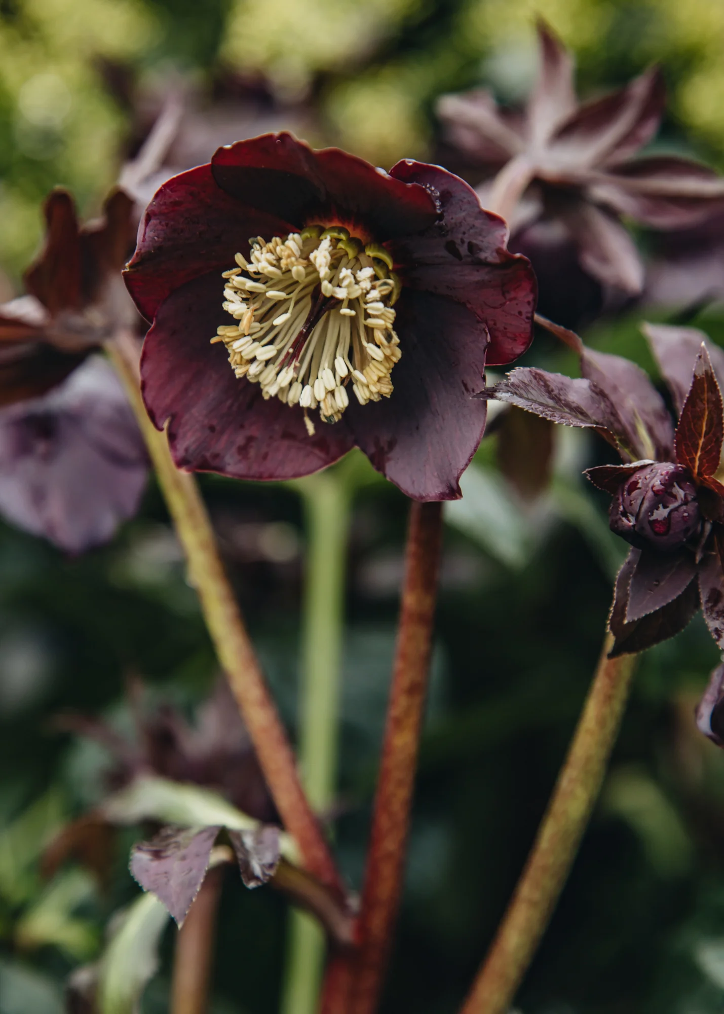 Helleborus orientalis 'Lucy', 1.5L