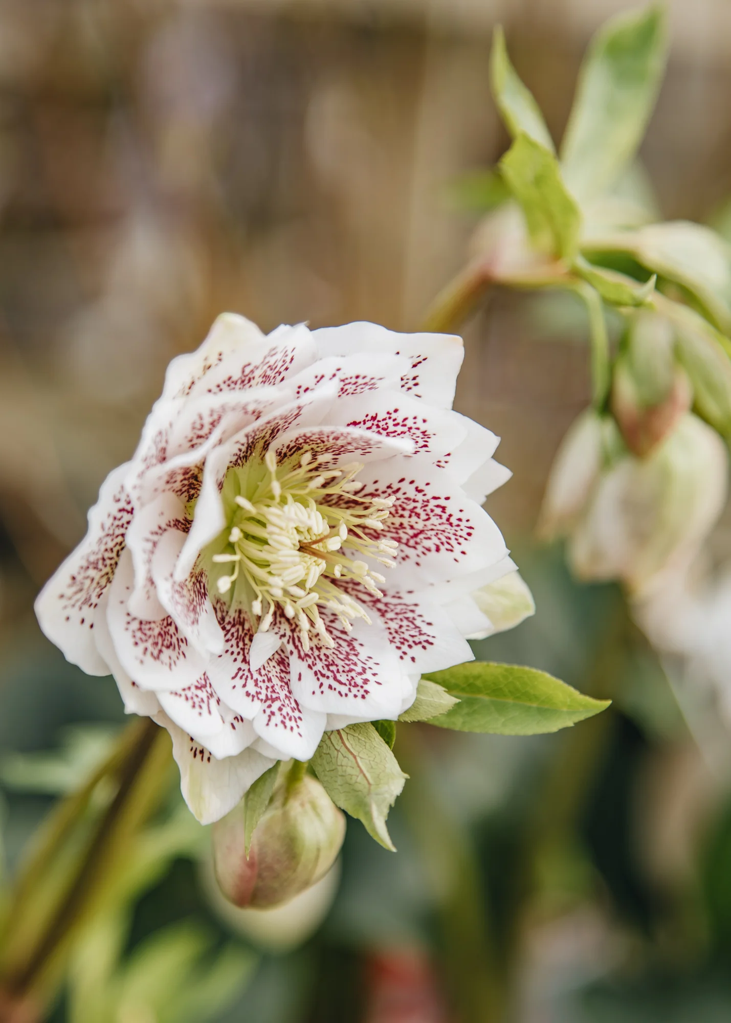 Helleborus orientalis 'Cinderella', 1.5L