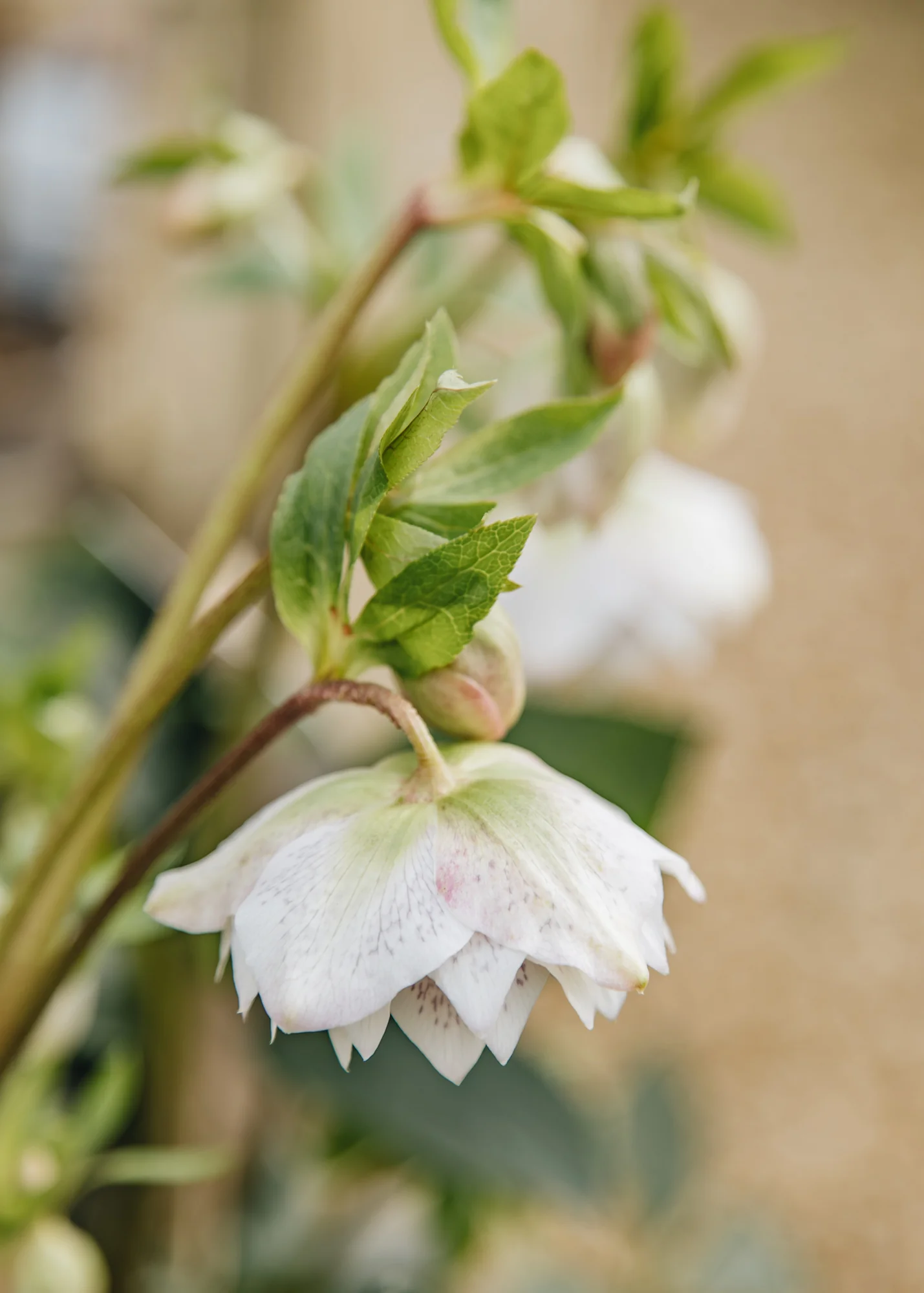 Helleborus orientalis 'Cinderella', 1.5L - Image 2