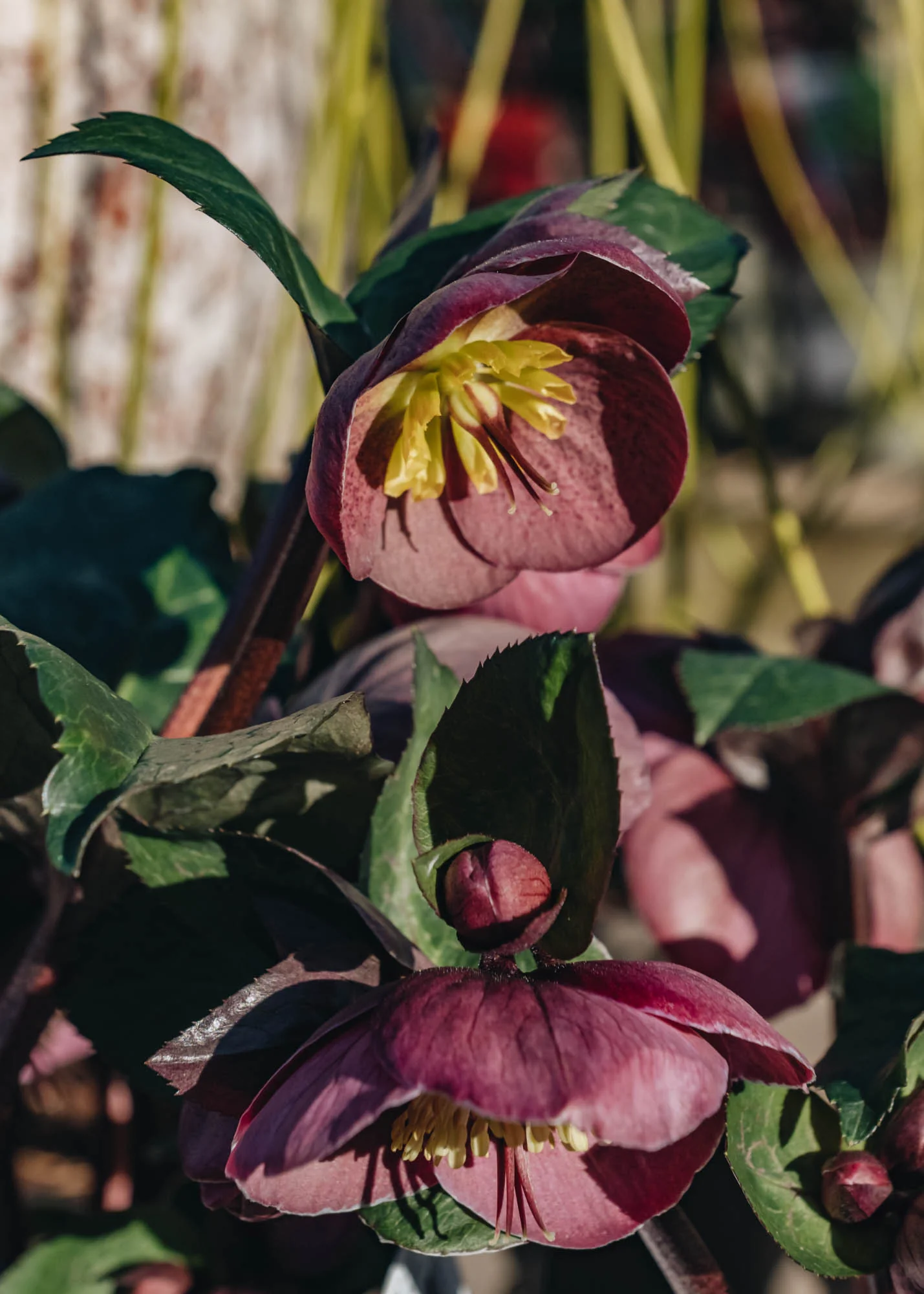 Helleborus Pippa's Purple , 2/3L