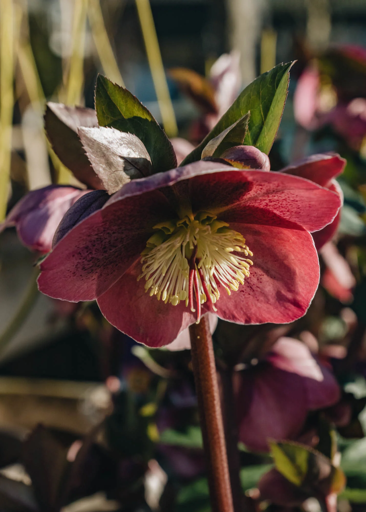 Helleborus Pippa's Purple , 2/3L - Image 2