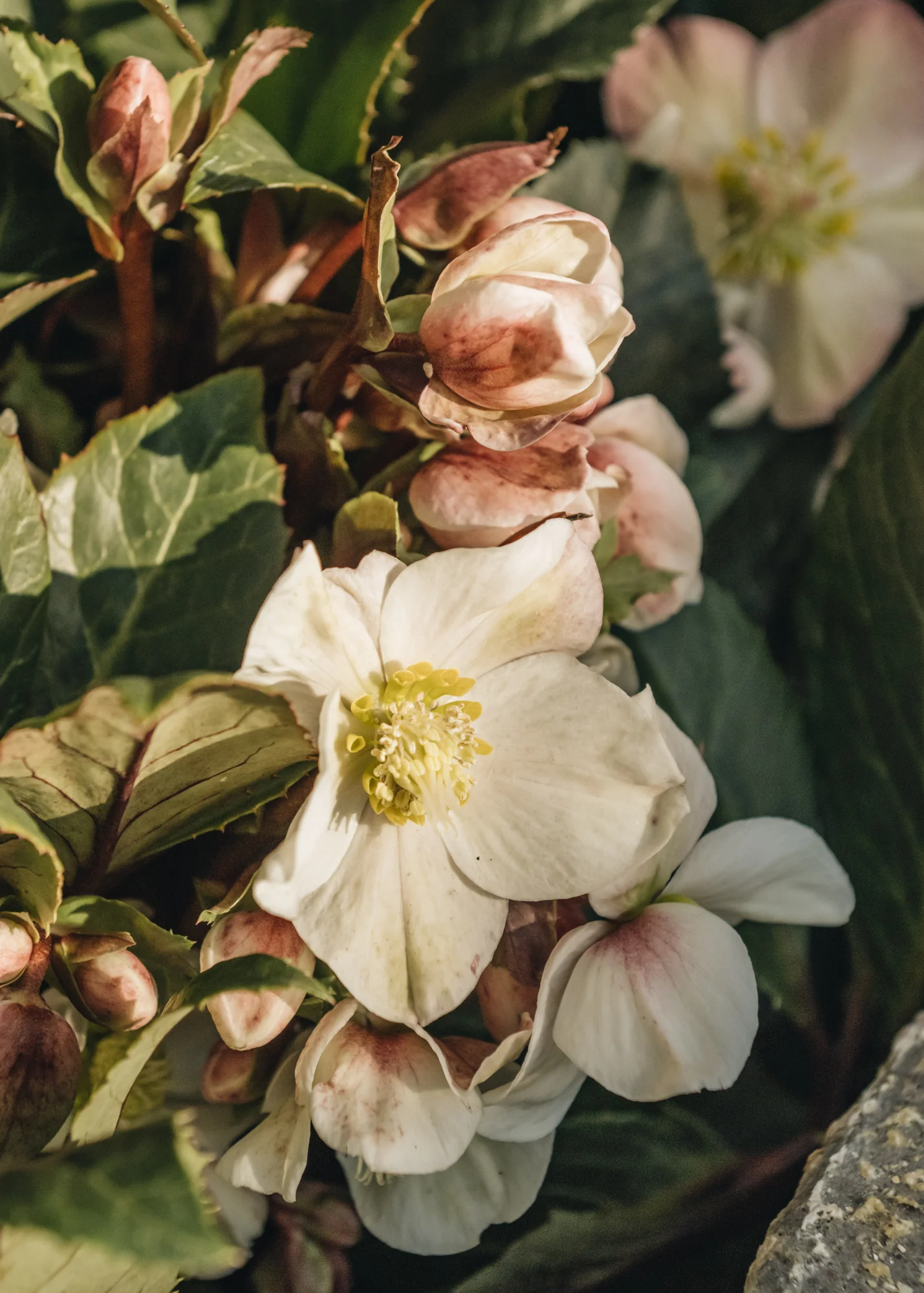 Helleborus Shooting Star, 4.5L