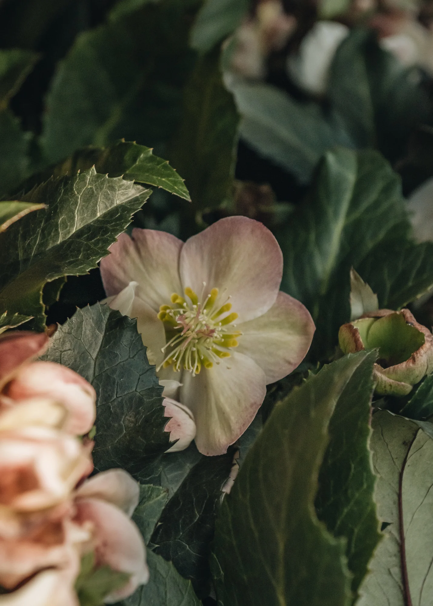Helleborus Shooting Star, 4.5L - Image 2