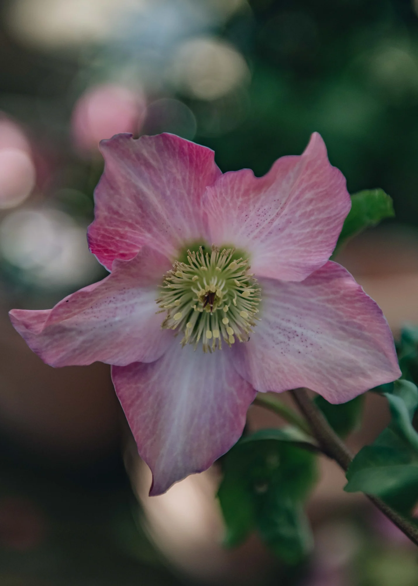 Helleborus Walberton's Rosemary, 2/3L