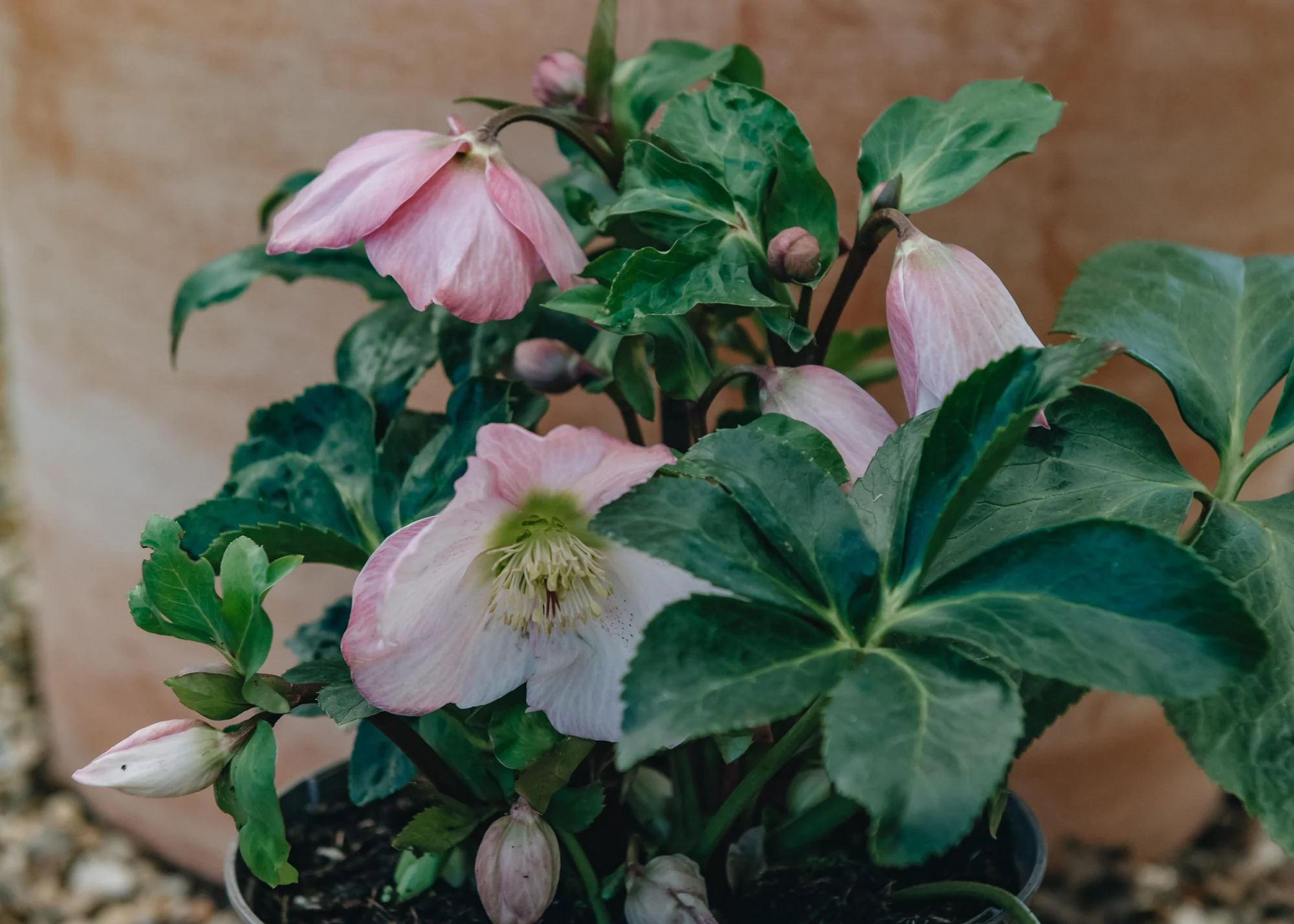 Helleborus Walberton's Rosemary, 2/3L - Image 2