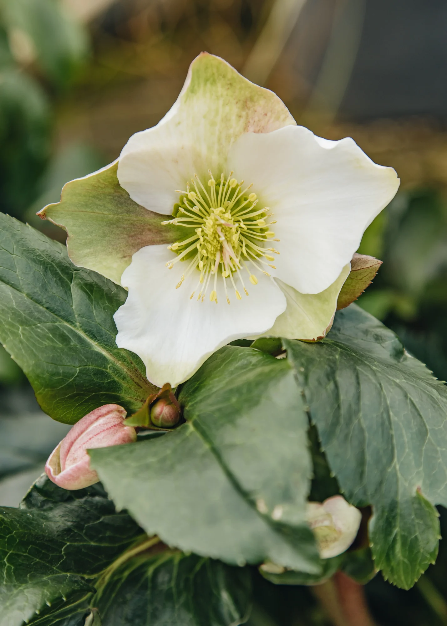 Helleborus 'Winter Sparkle White', 2/3L 