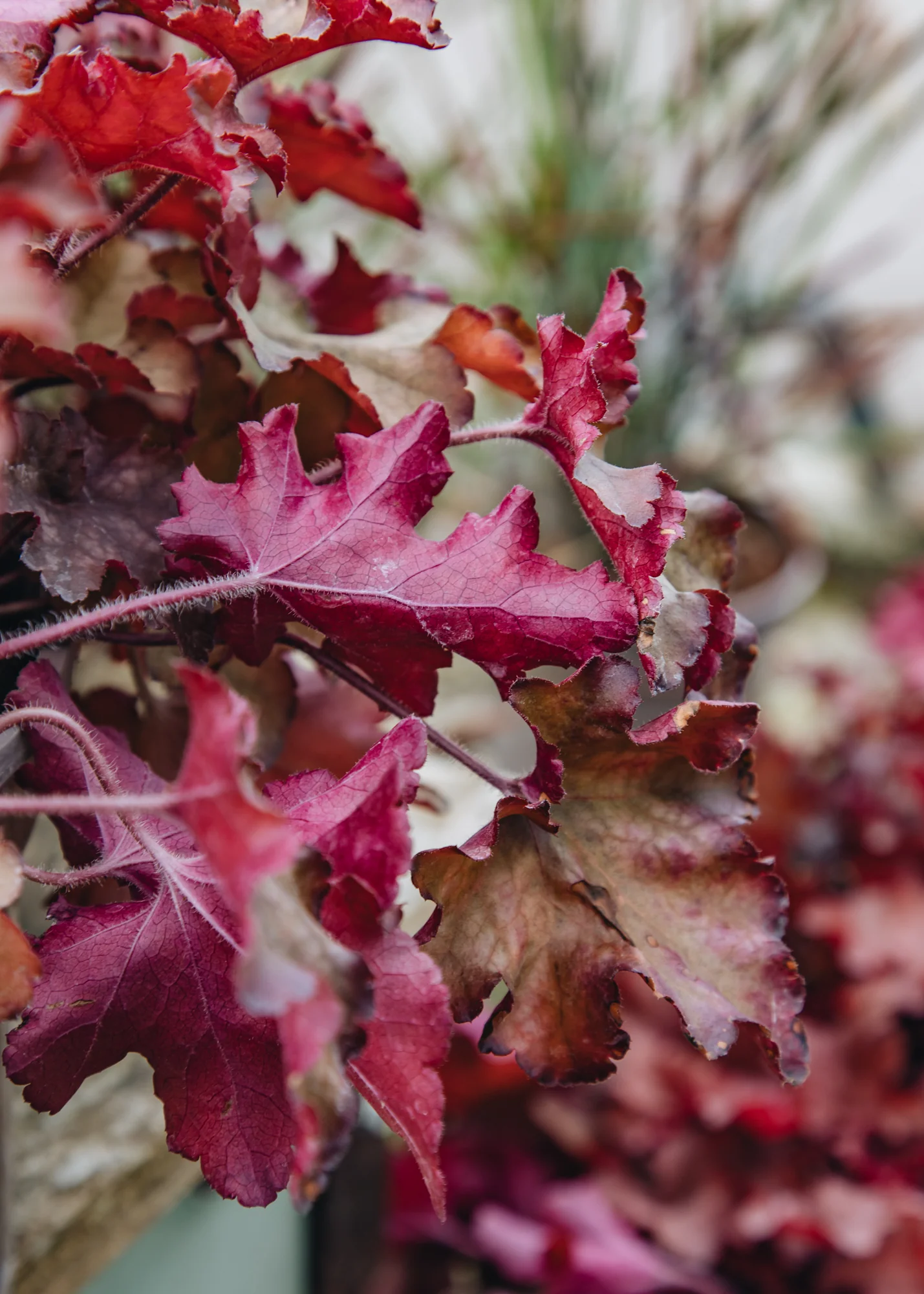 Heuchera 'Indian Summer Cranberry', 2/3L - Image 2