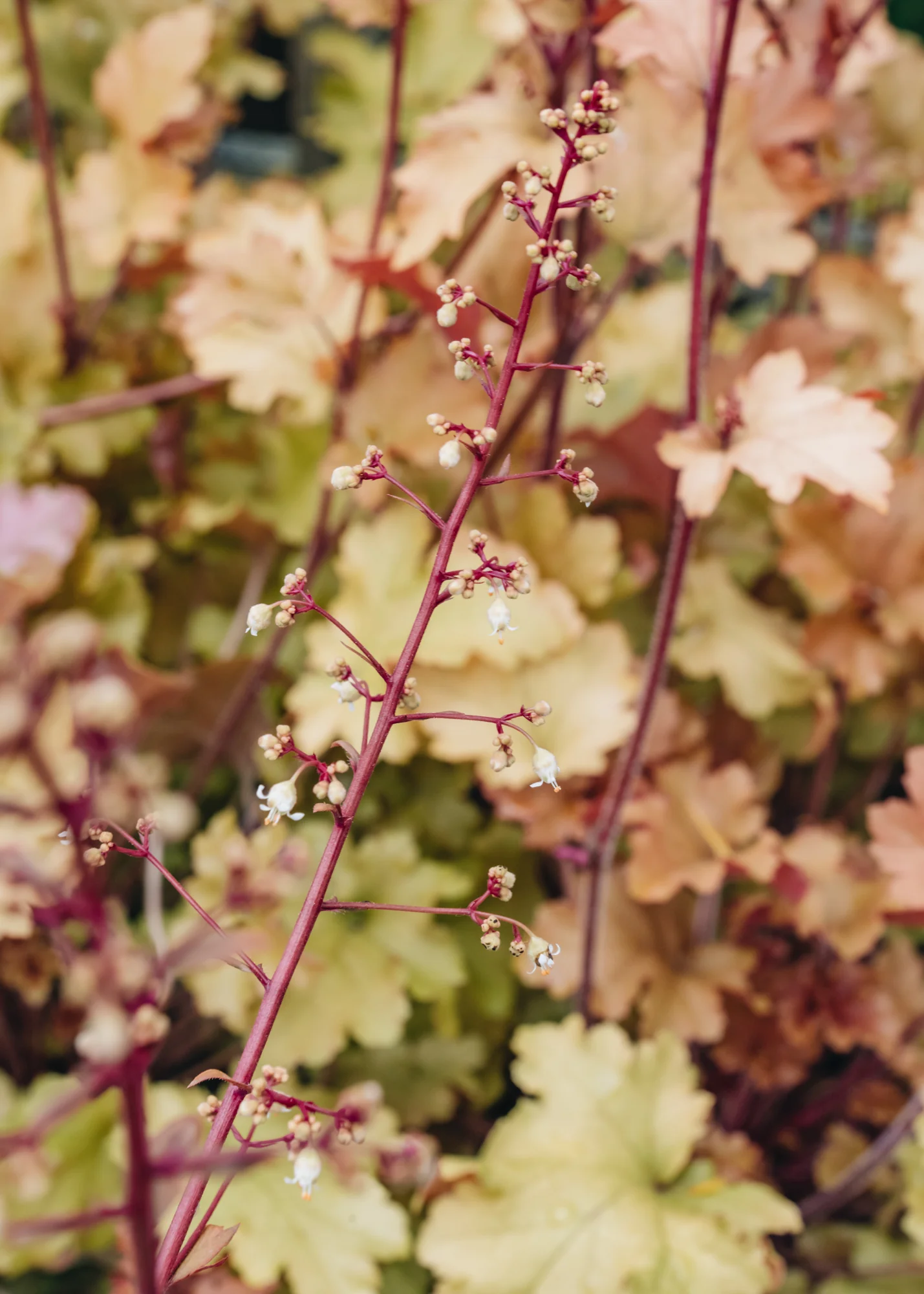 Heuchera Marmalade, 2/3L