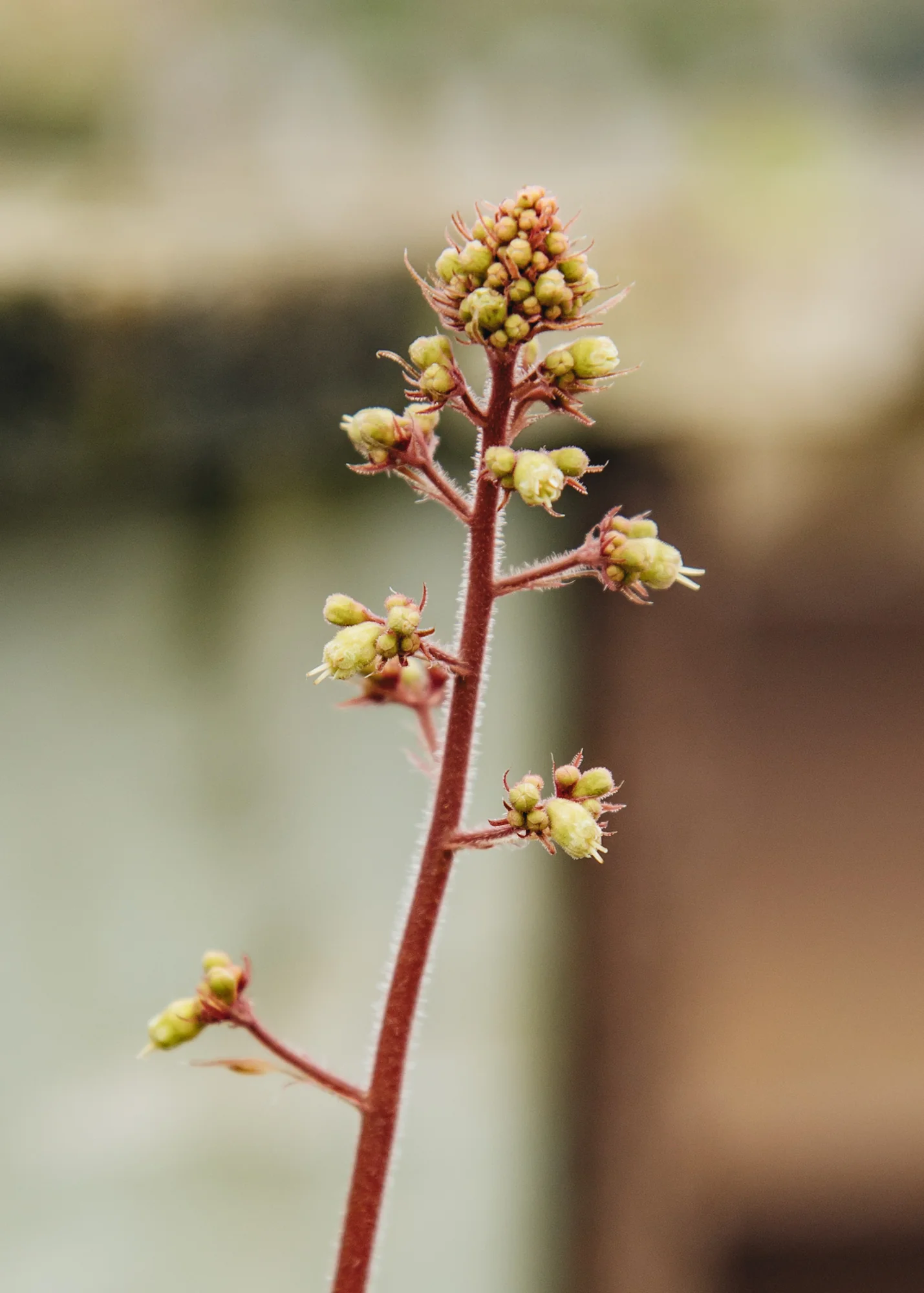 Heuchera 'Northern Exposure Amber', 3L - Image 2