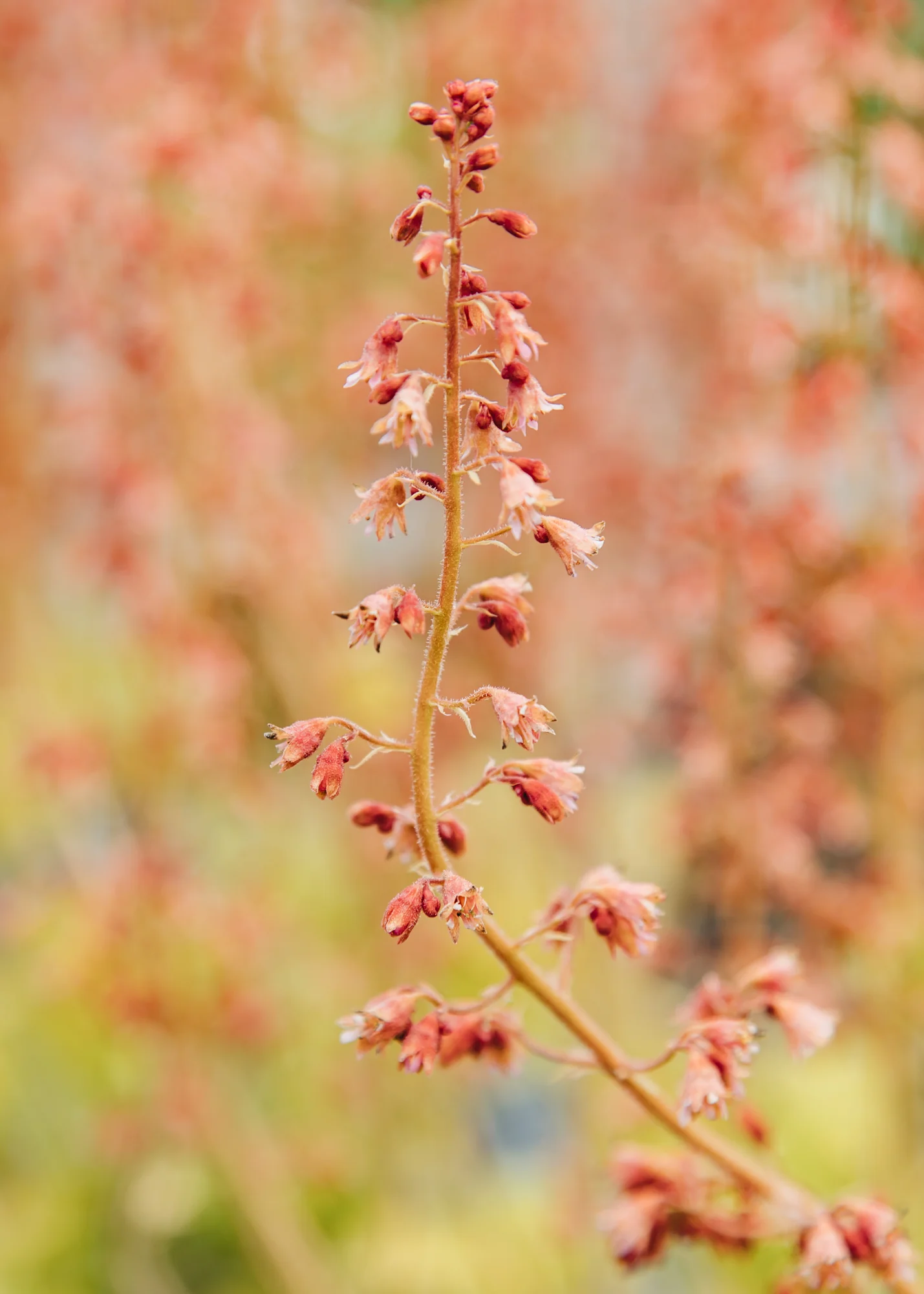 Heuchera 'Northern Exposure Lime', 3L
