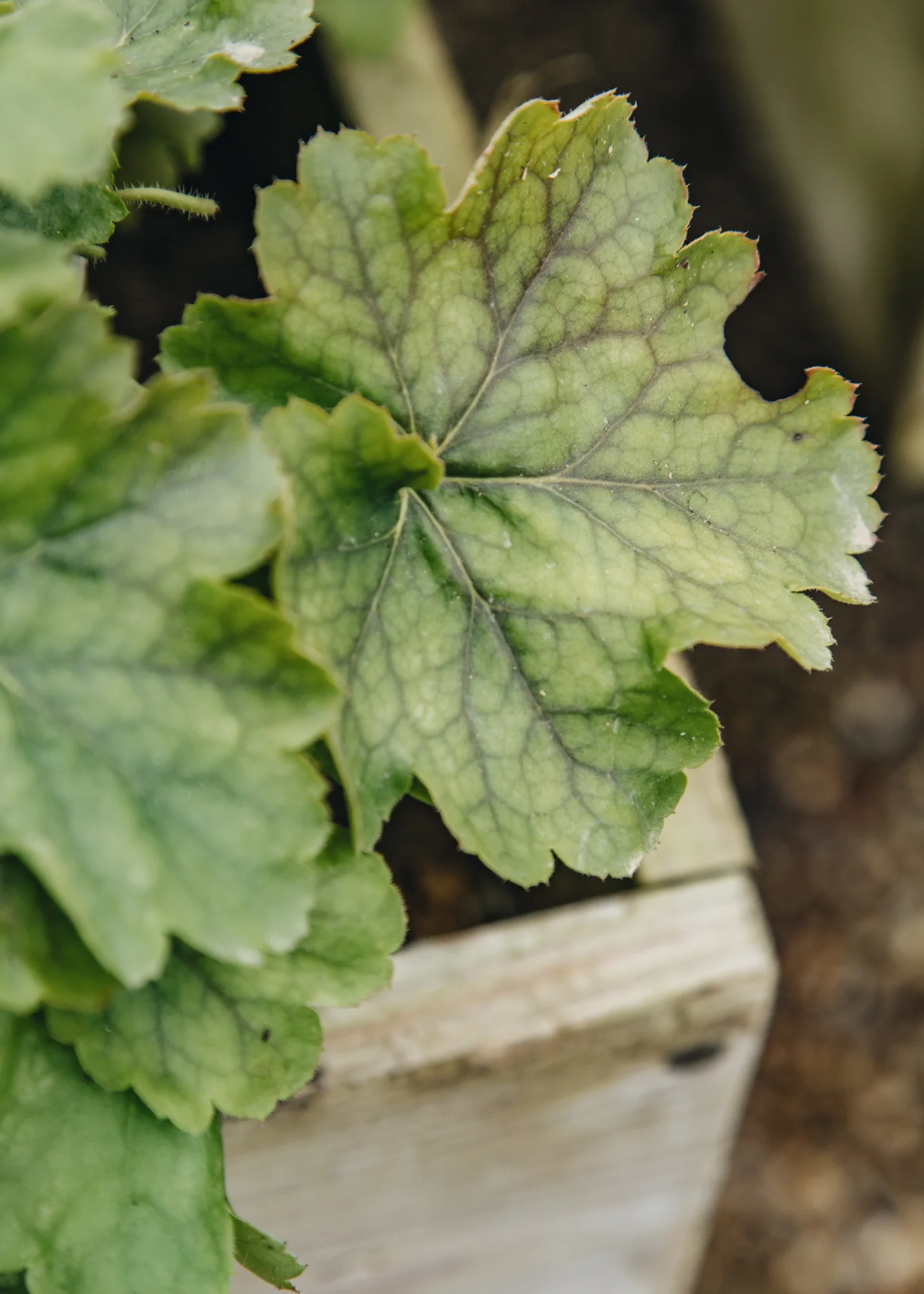 Heuchera 'Northern Exposure Lime', 3L - Image 3