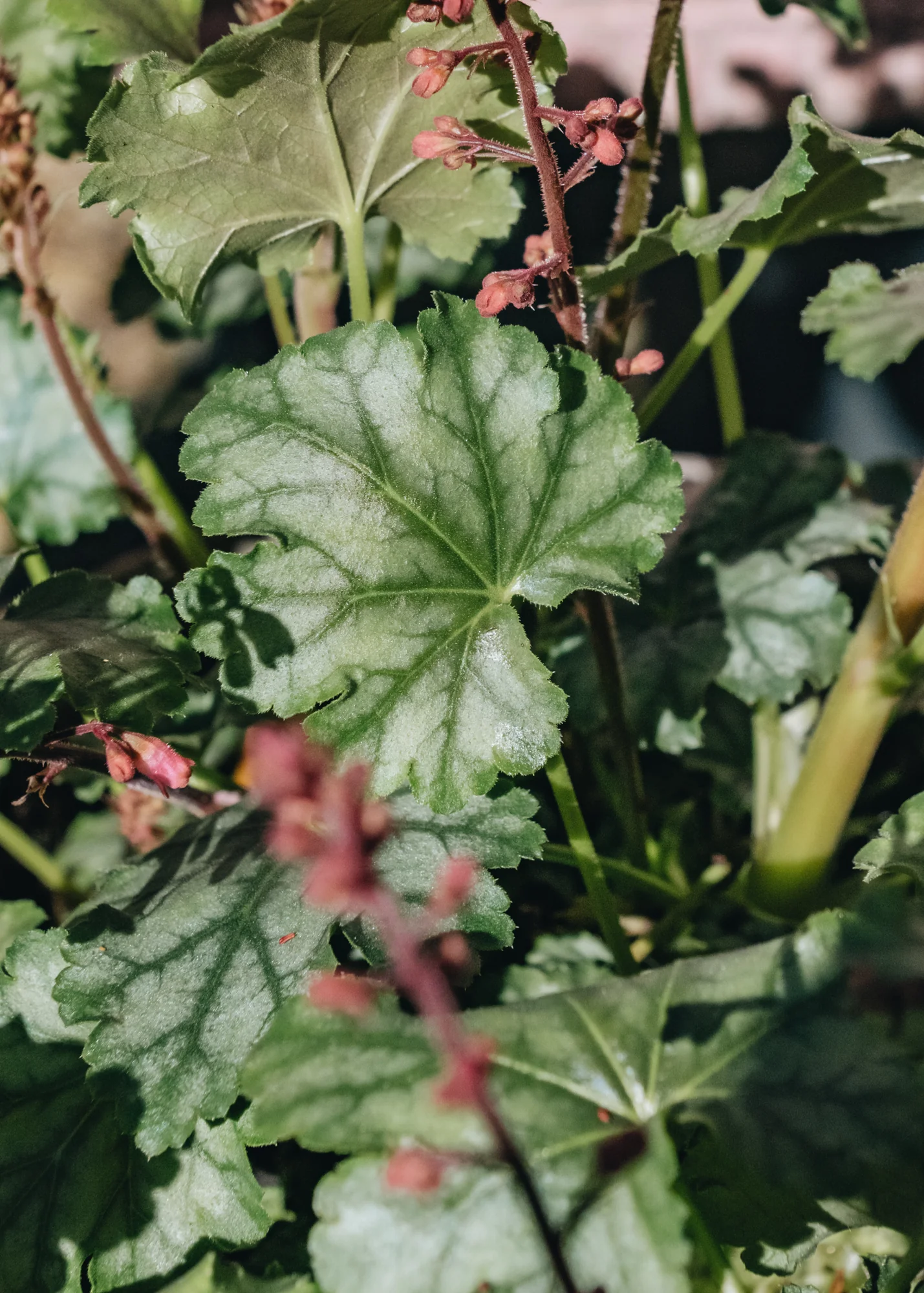 Heuchera 'Paris', 2/3L - Image 2