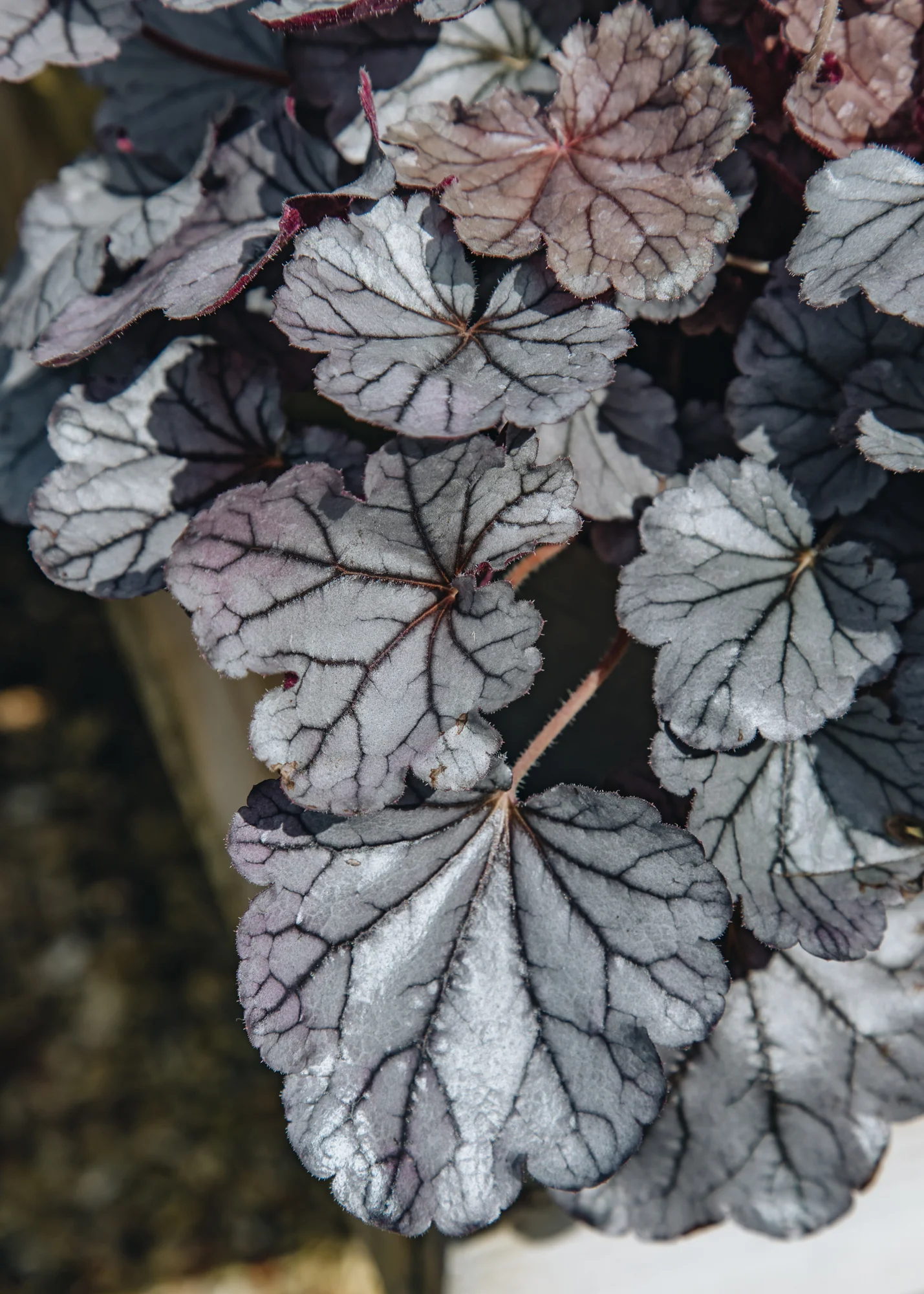 Heuchera 'Silverberry', 2/3L