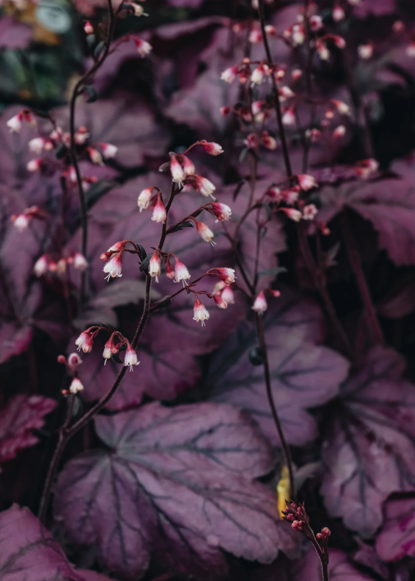 Heuchera Wild Rose, 2/3L
