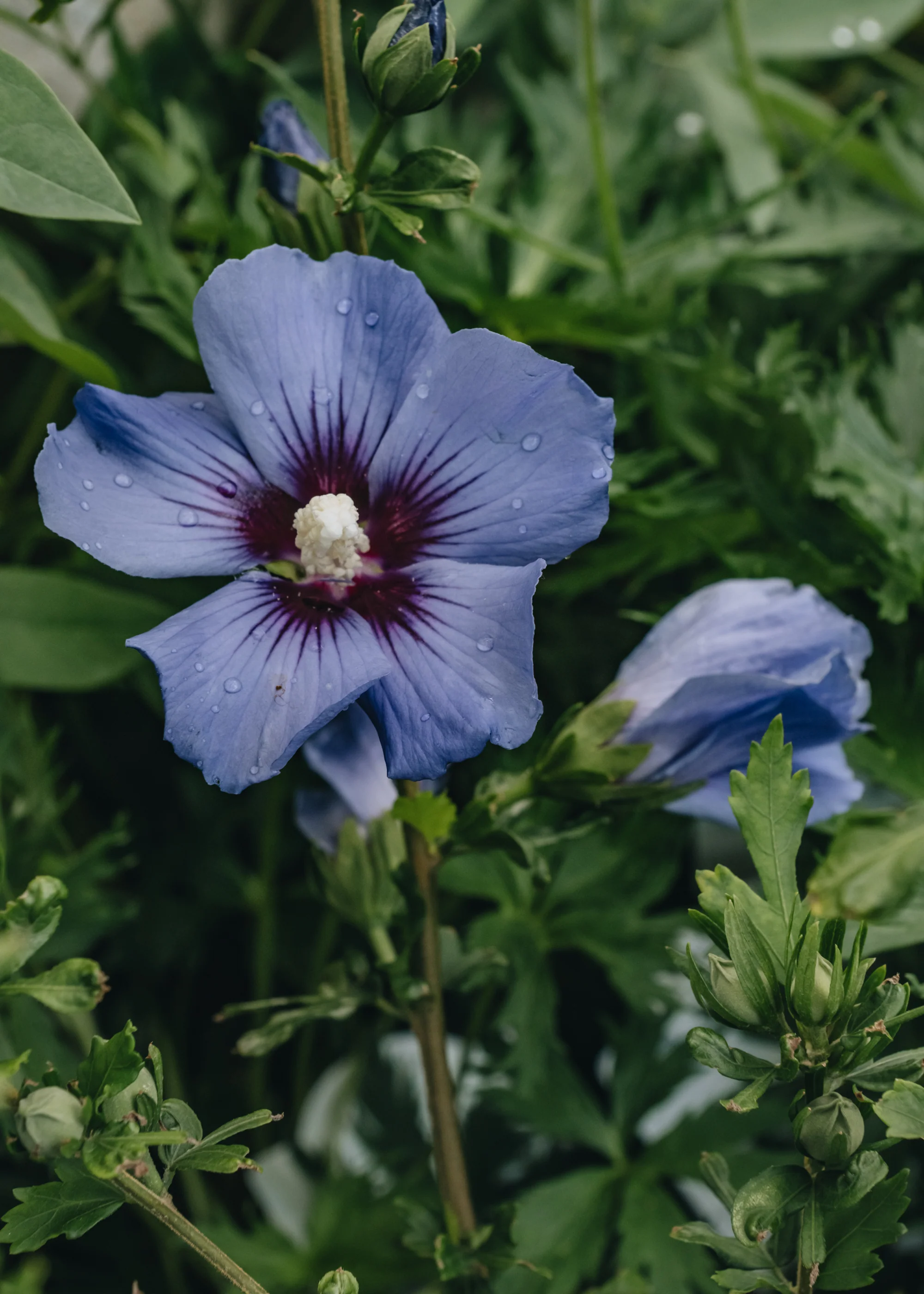 Hibiscus syriacus Oiseau Bleu AGM, 3L
