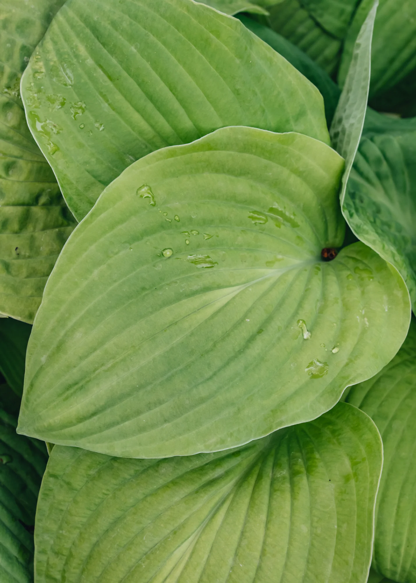 Hosta August Moon, 2/3L