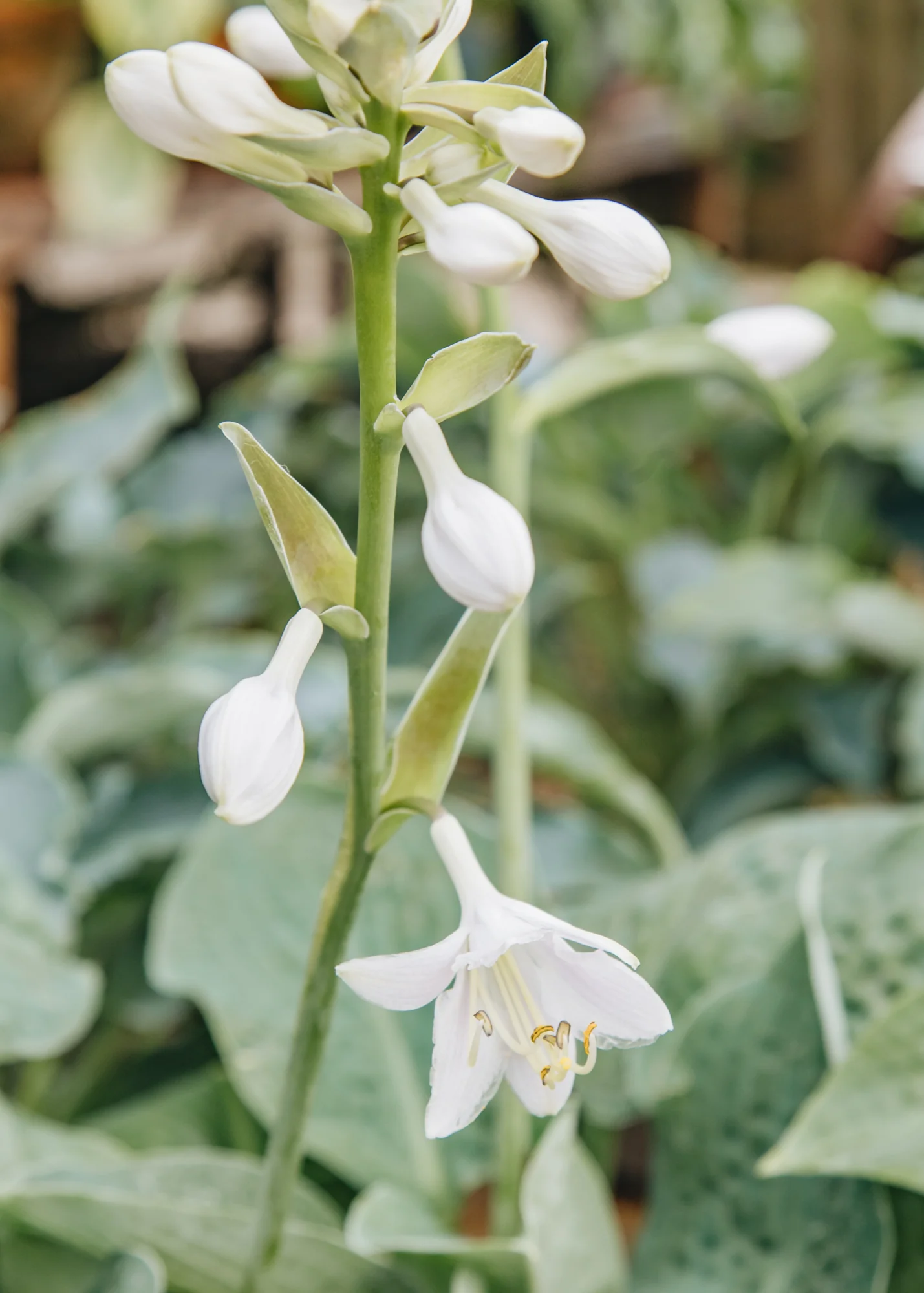 Hosta 'Big Mama', 3L  - Image 2