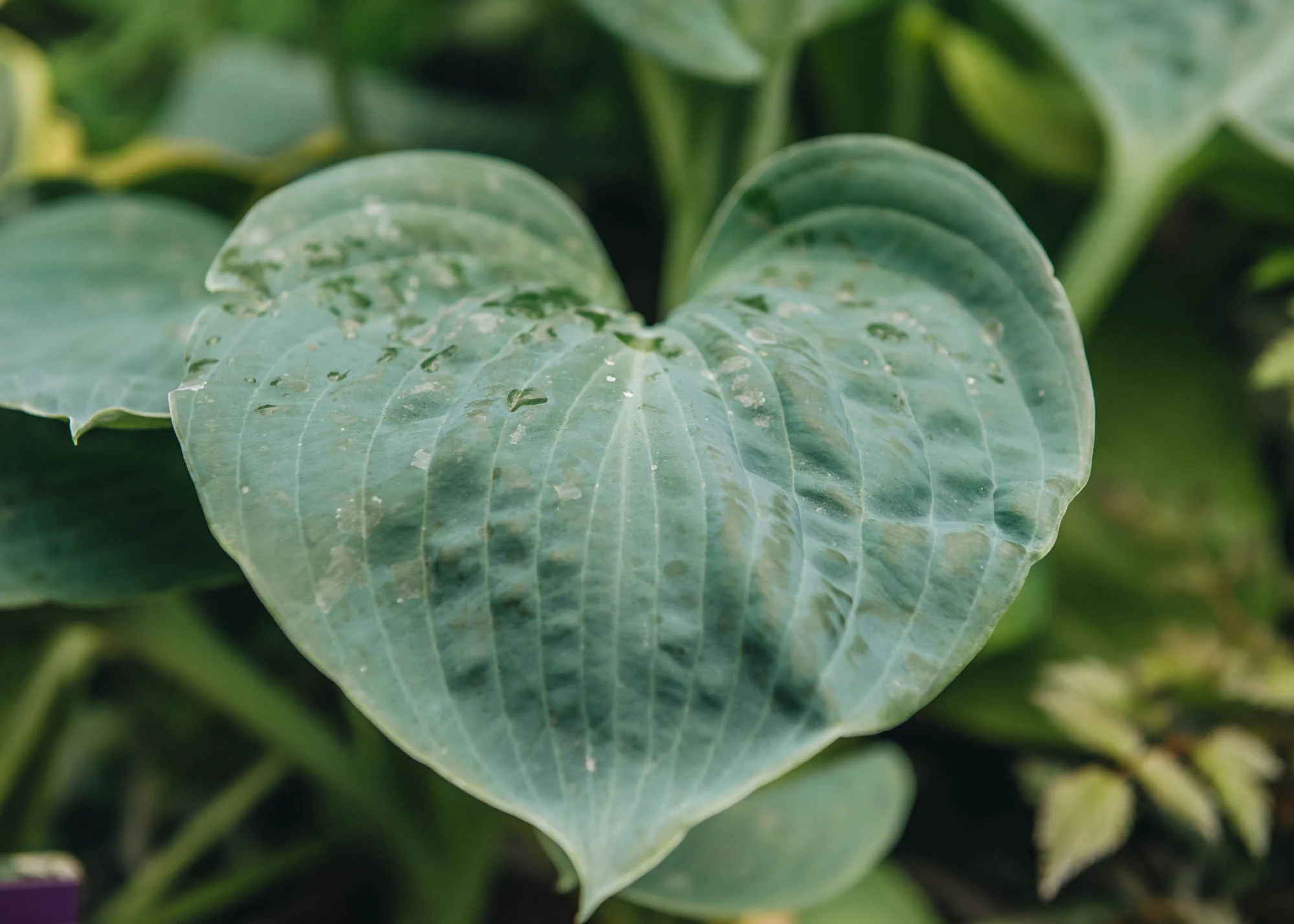 Hosta elegans 2/3L - Image 2