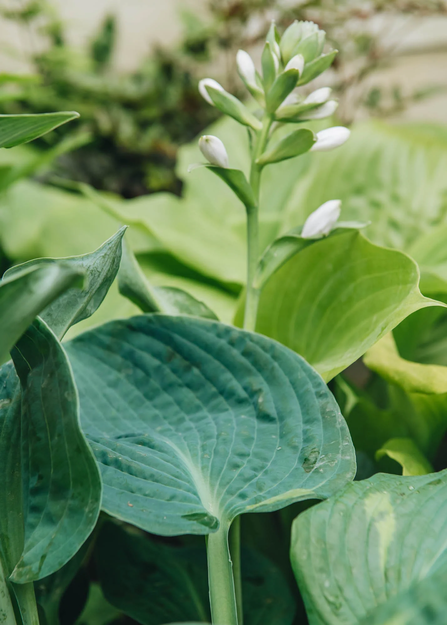Hosta elegans 2/3L - Image 3