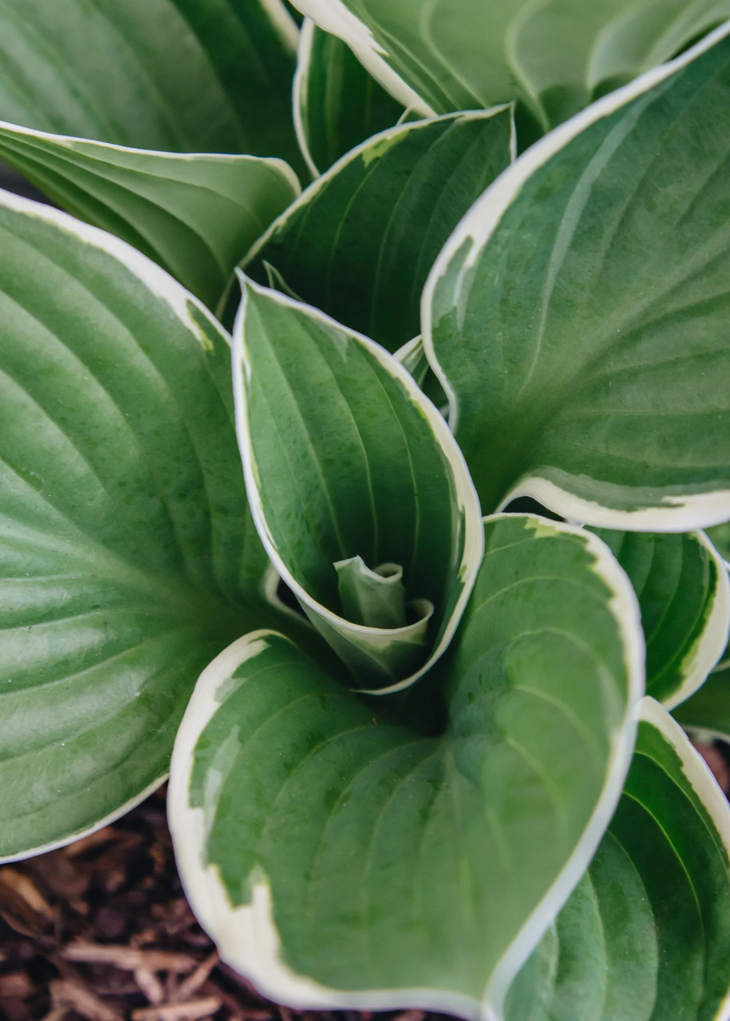 Hosta Francee, 2/3L  - Image 2