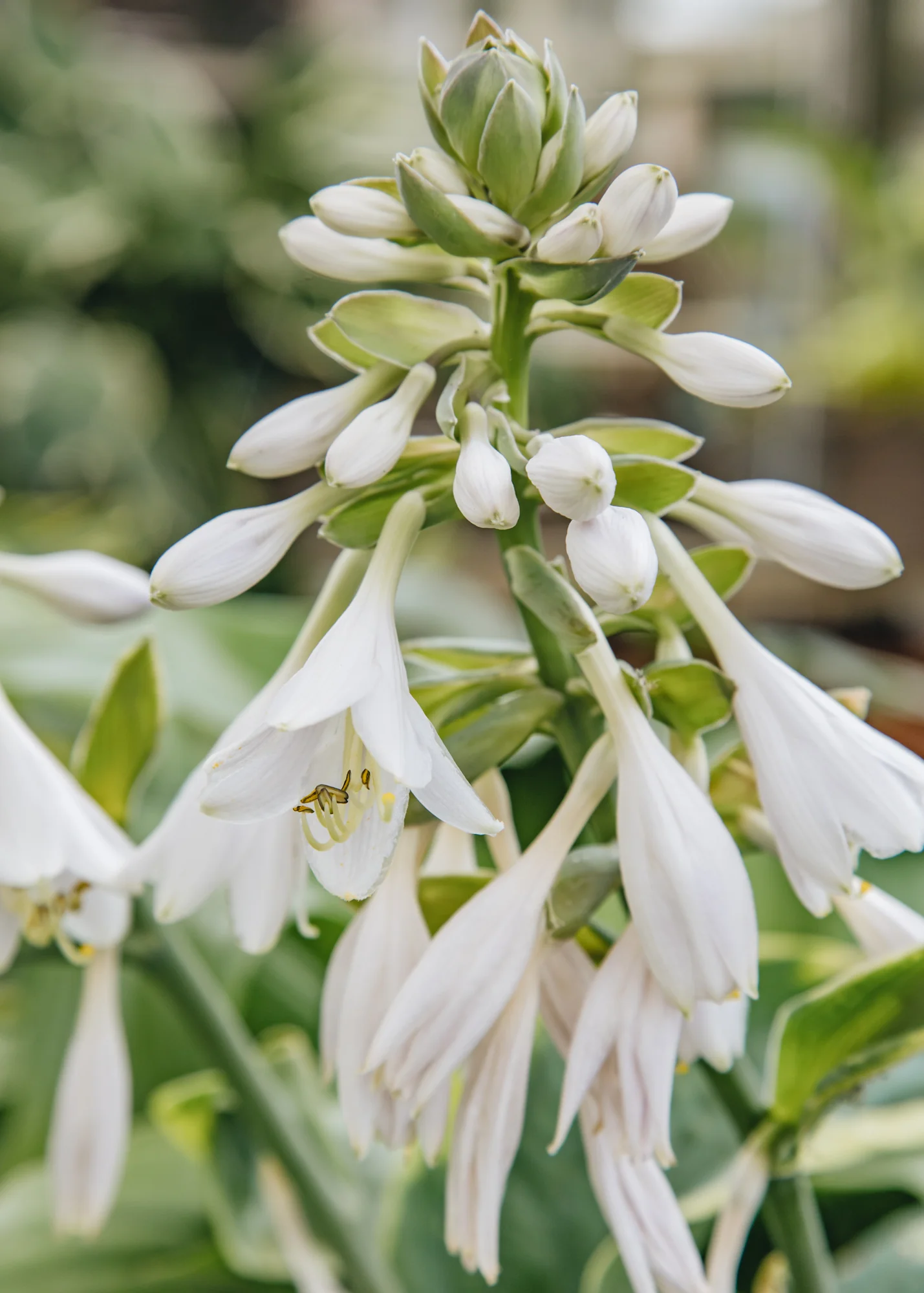 Hosta 'Frances Williams', 2/3L - Image 3