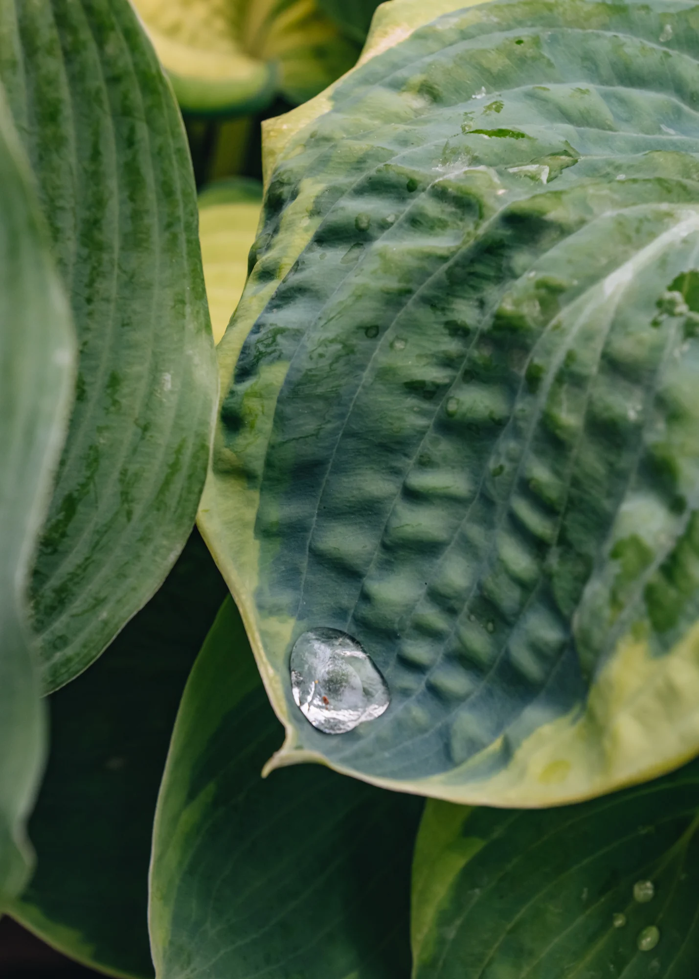 Hosta Spruce Goose, 2/3L - Image 2